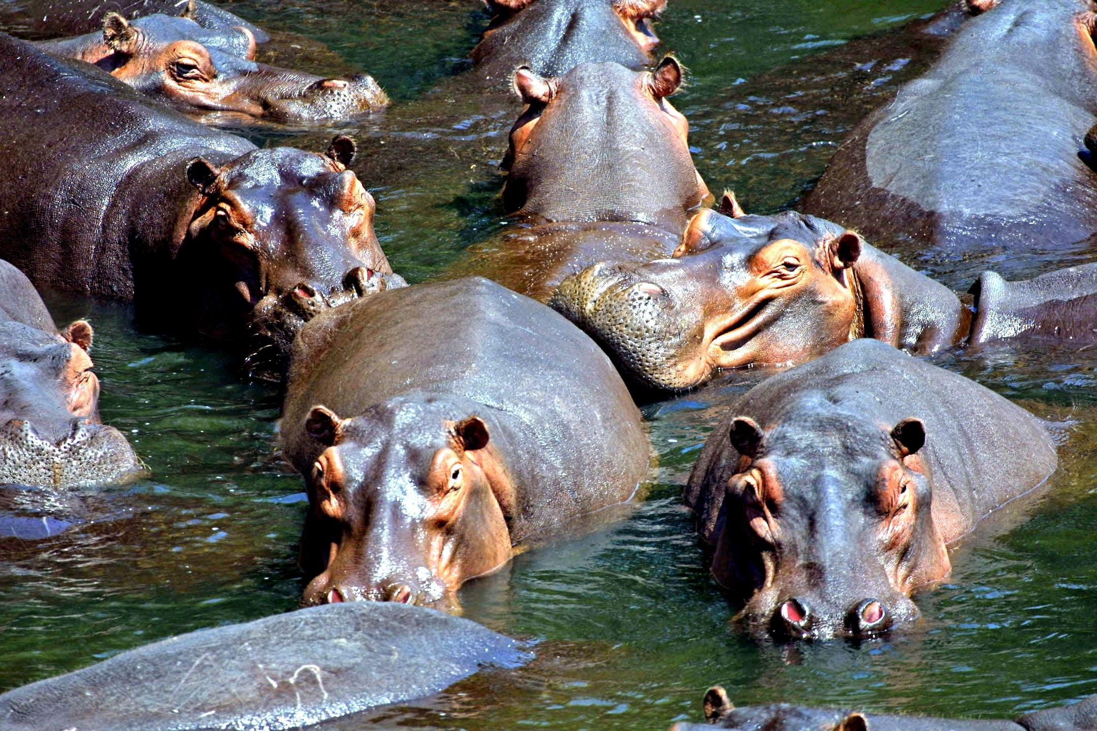pod, hippo, 1080P, animals, hippos, africa, HD Wallpaper