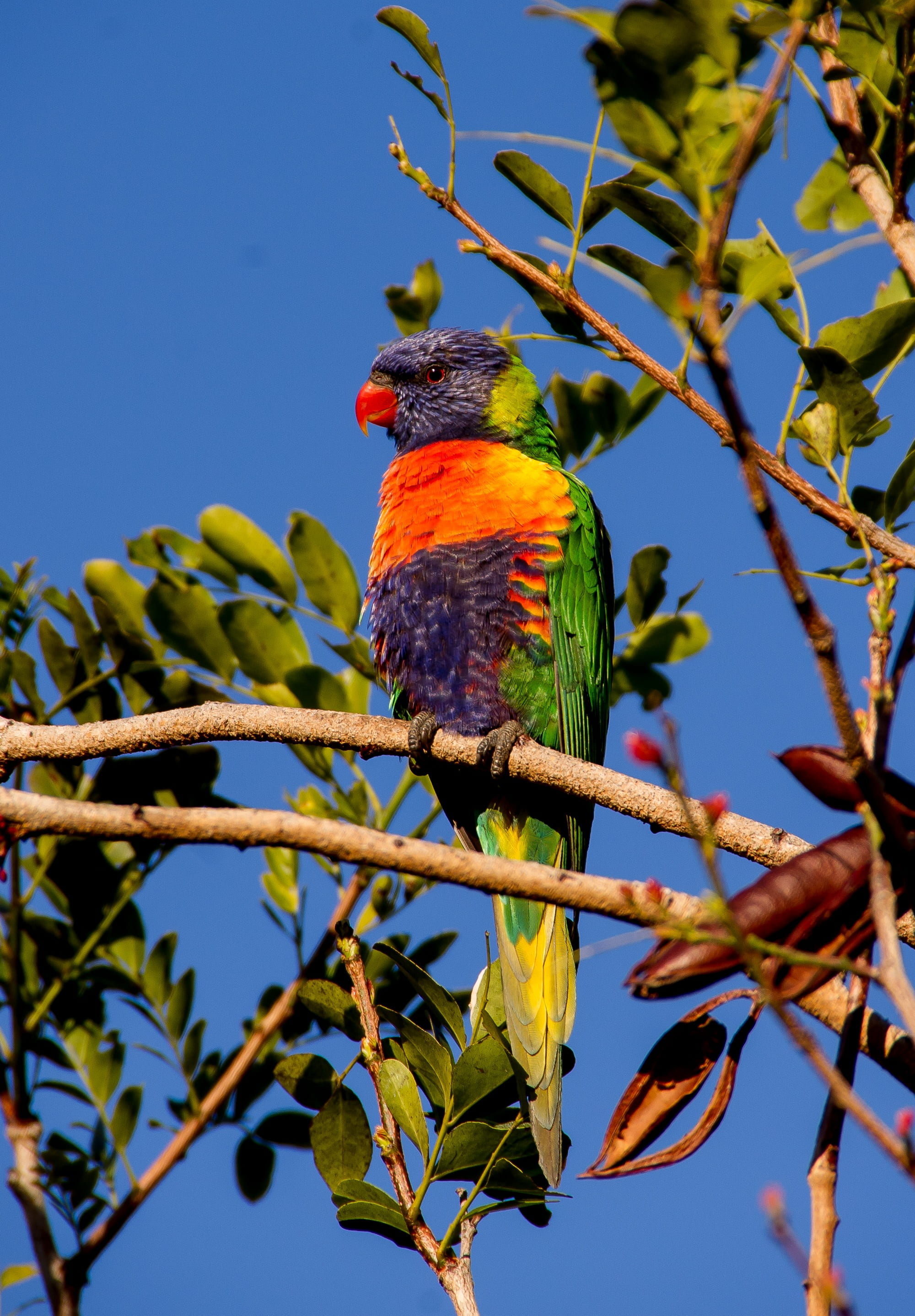 rainbow lorikeet, branch, plant part, perching, bird, low angle view, vertebrate, animal wildlife, animals in the wild, animal, colourful, wild, animal themes, Phone HD Wallpaper