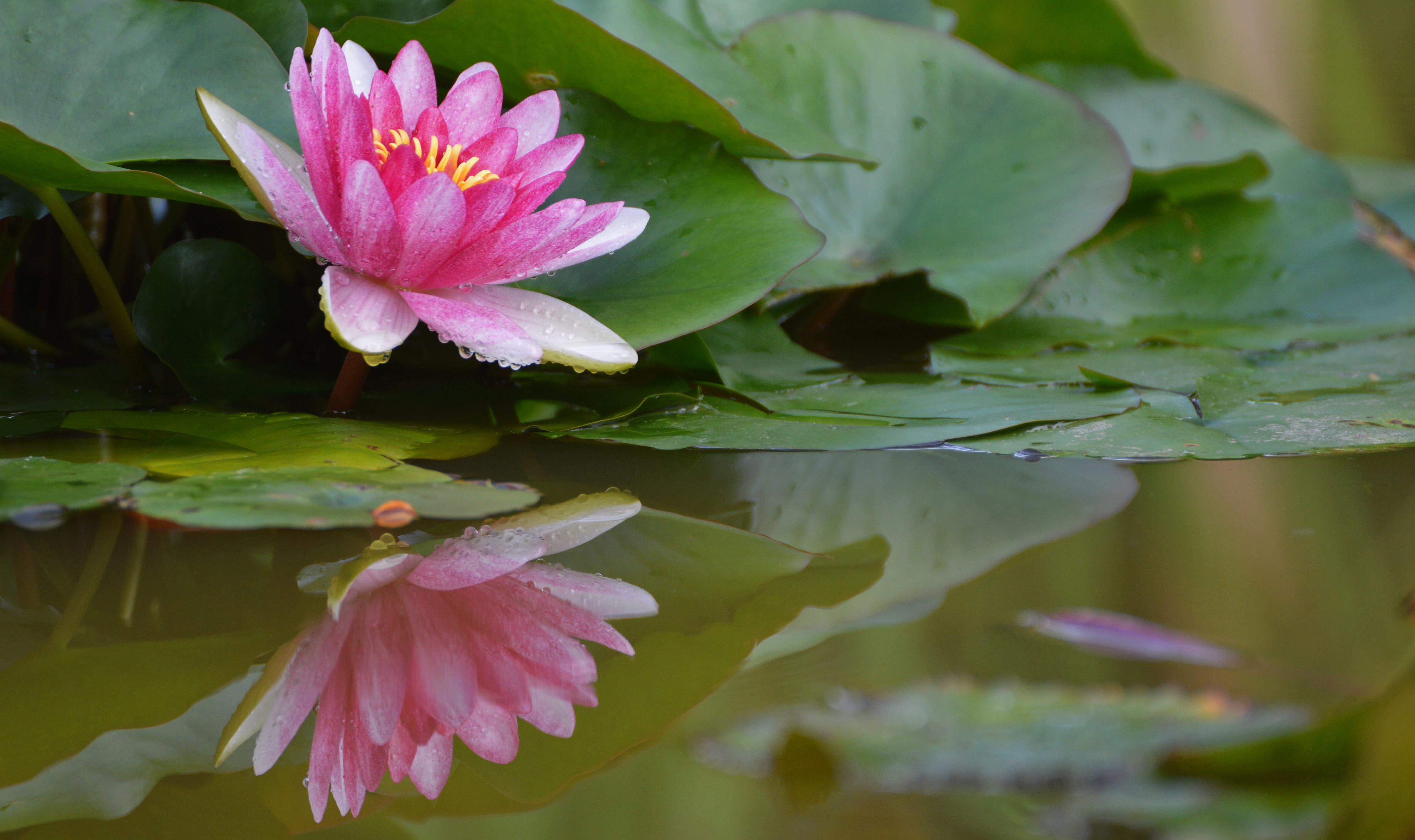 green, planta acuática, reflection, floating on water, flower, photo, growth, purple, flowering plant, lake, fragility, nenuphar, beauty in nature, water, HD Wallpaper