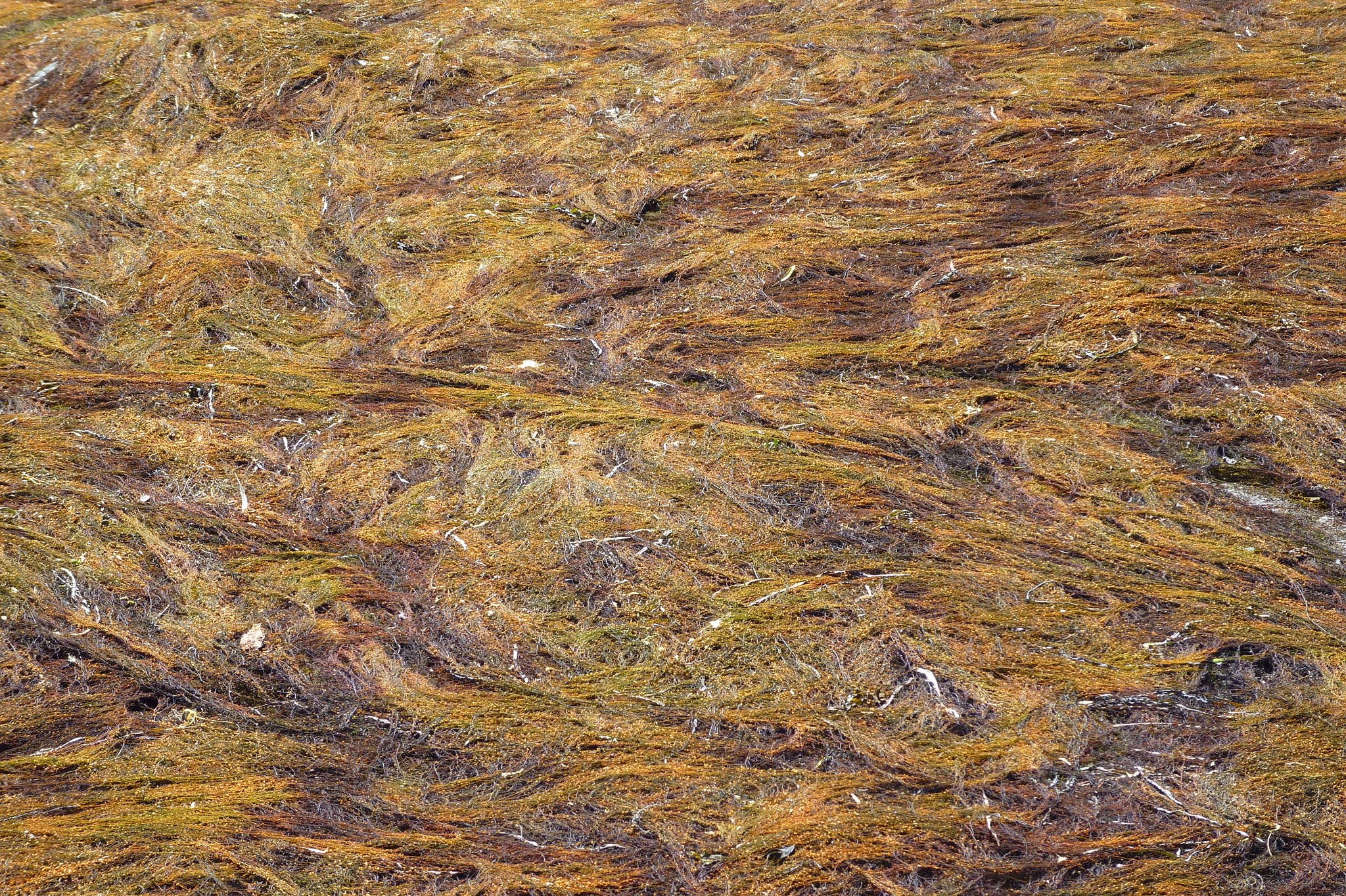 webmaster, nature, texture, materiaux, digital, 1080P, art, colors, creation, HD Wallpaper