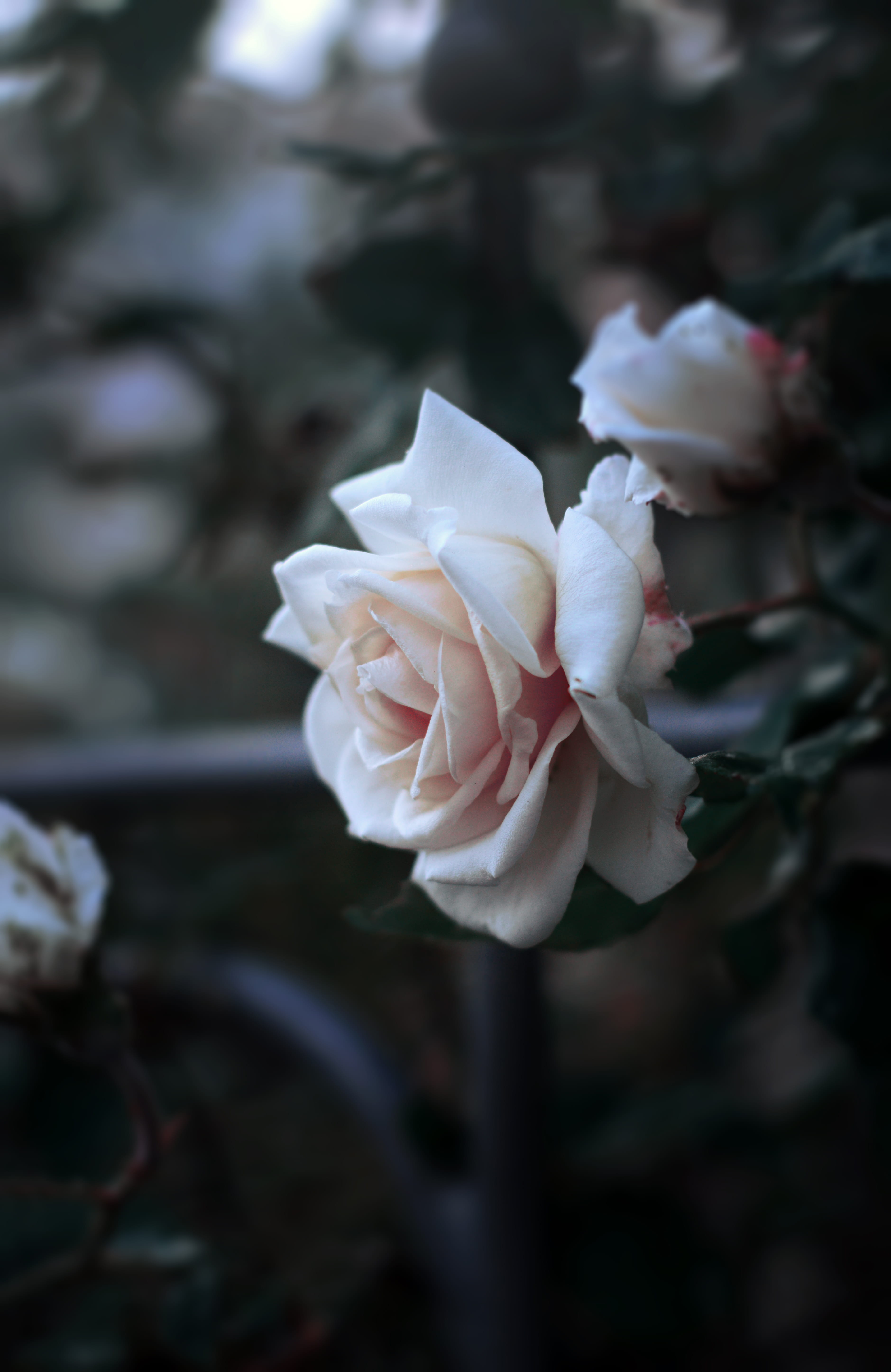 petal, nazareth, focus on foreground, vulnerability, aesthetic, light, close-up, outdoors, perfect, flower head, flower, white, spring, freshness, rose, Phone HD Wallpaper