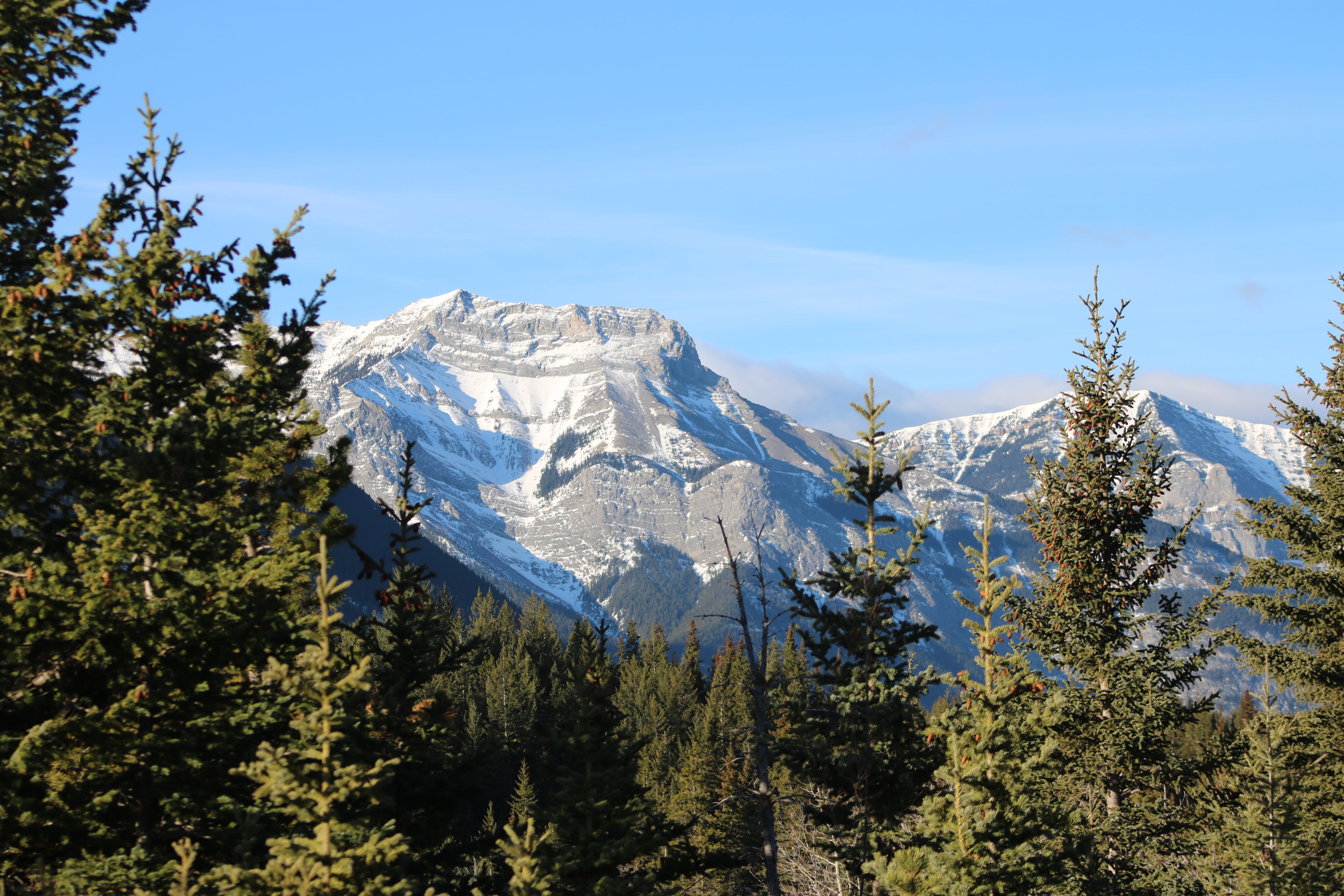 through the trees, pine, trees, mountain, on my way, landscape, pine trees, scenics, outdoors, Canada, 5K, location, nice, camera, tree, snow, nice view, HD Wallpaper