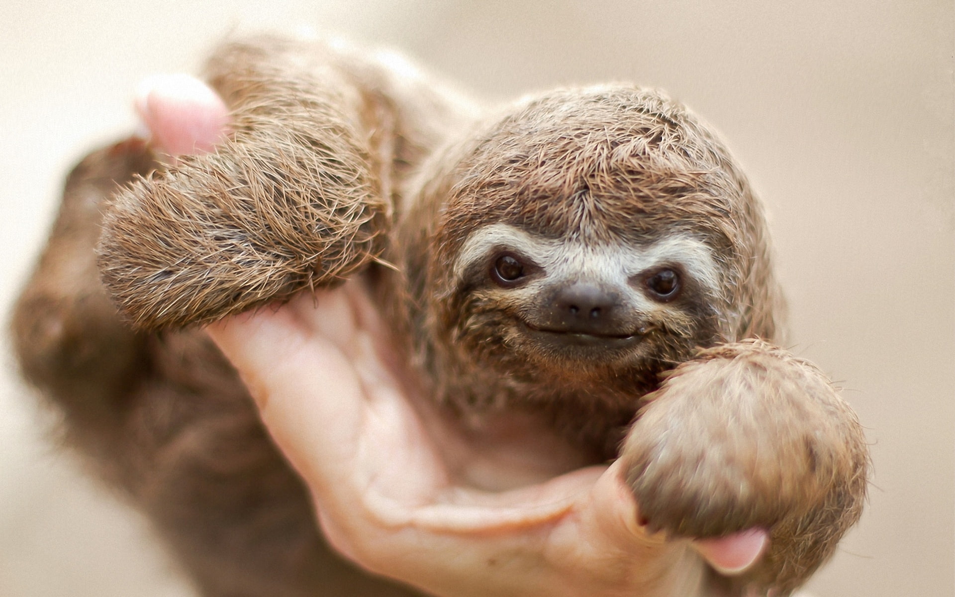 1080P, Sloth, Nice, Smile, HD Wallpaper