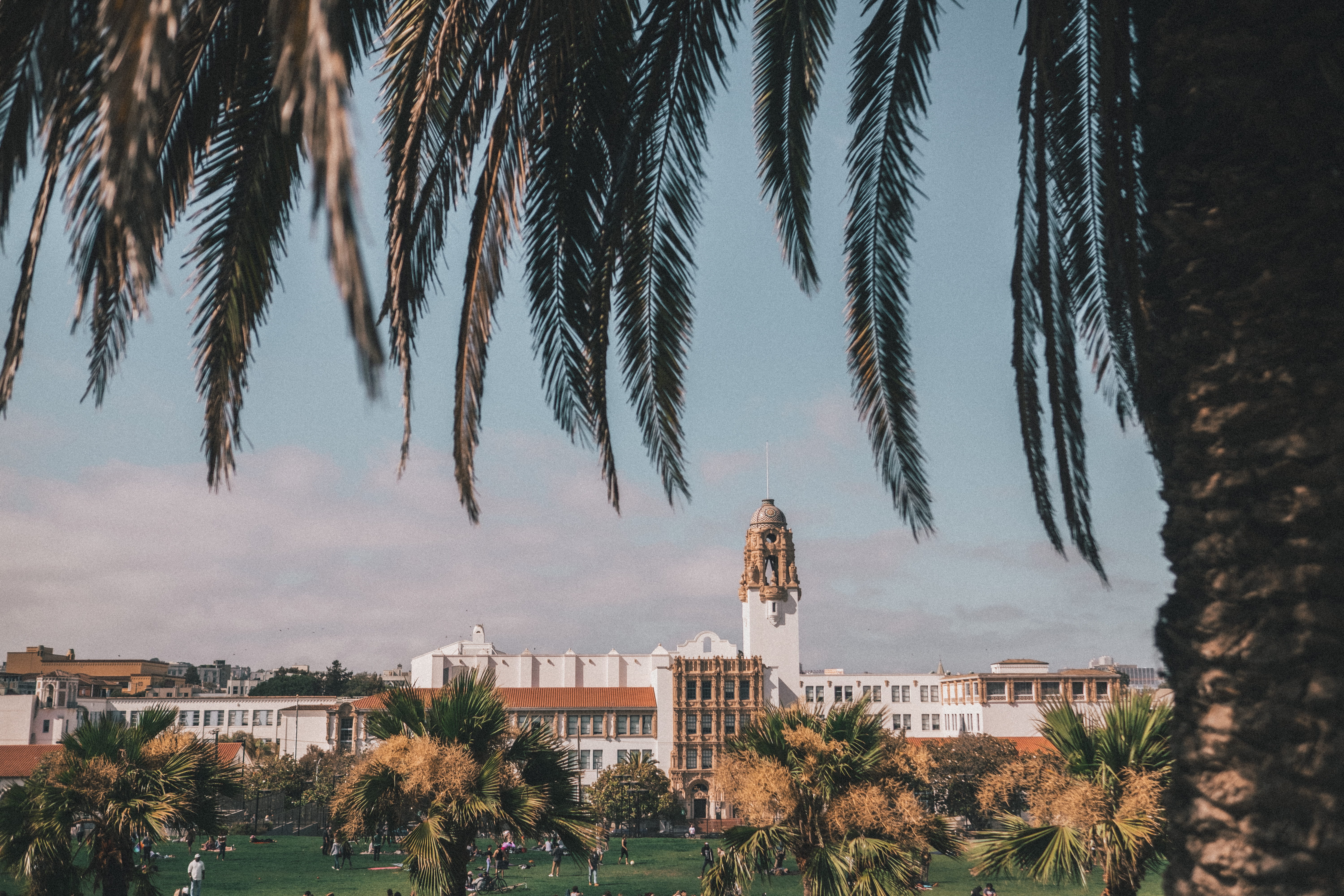 5K, nature, palm, palmtree, tropical climate, mission dolores park, park, plant, no people, building exterior, tree trunk, outdoors, sanfrancisco, growth, HD Wallpaper