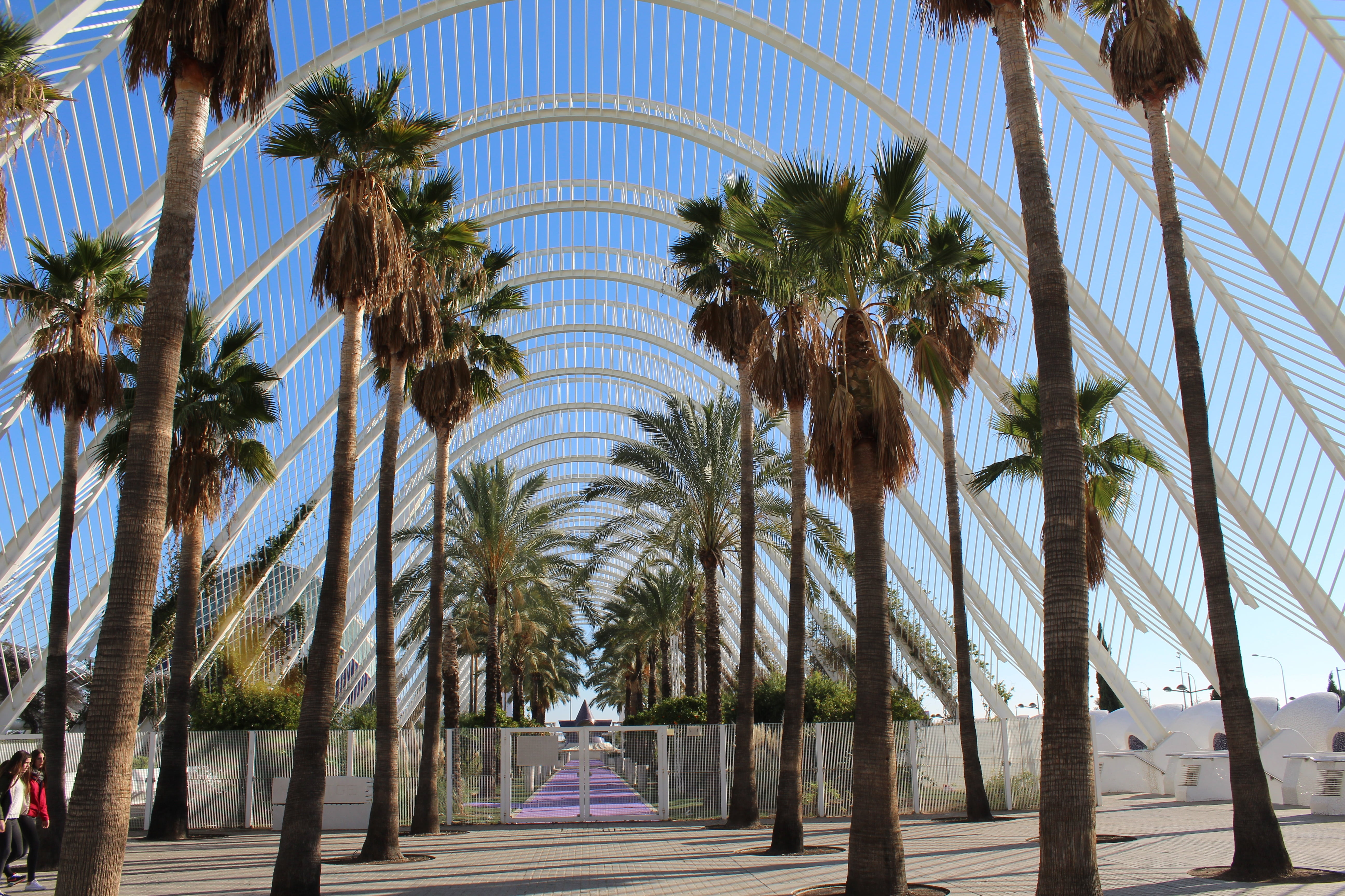 outdoors, palm leaf, architectural column, building, city, night, european, sunlight, light, tree, architecture, growth, the way forward, clear sky, spain, HD Wallpaper