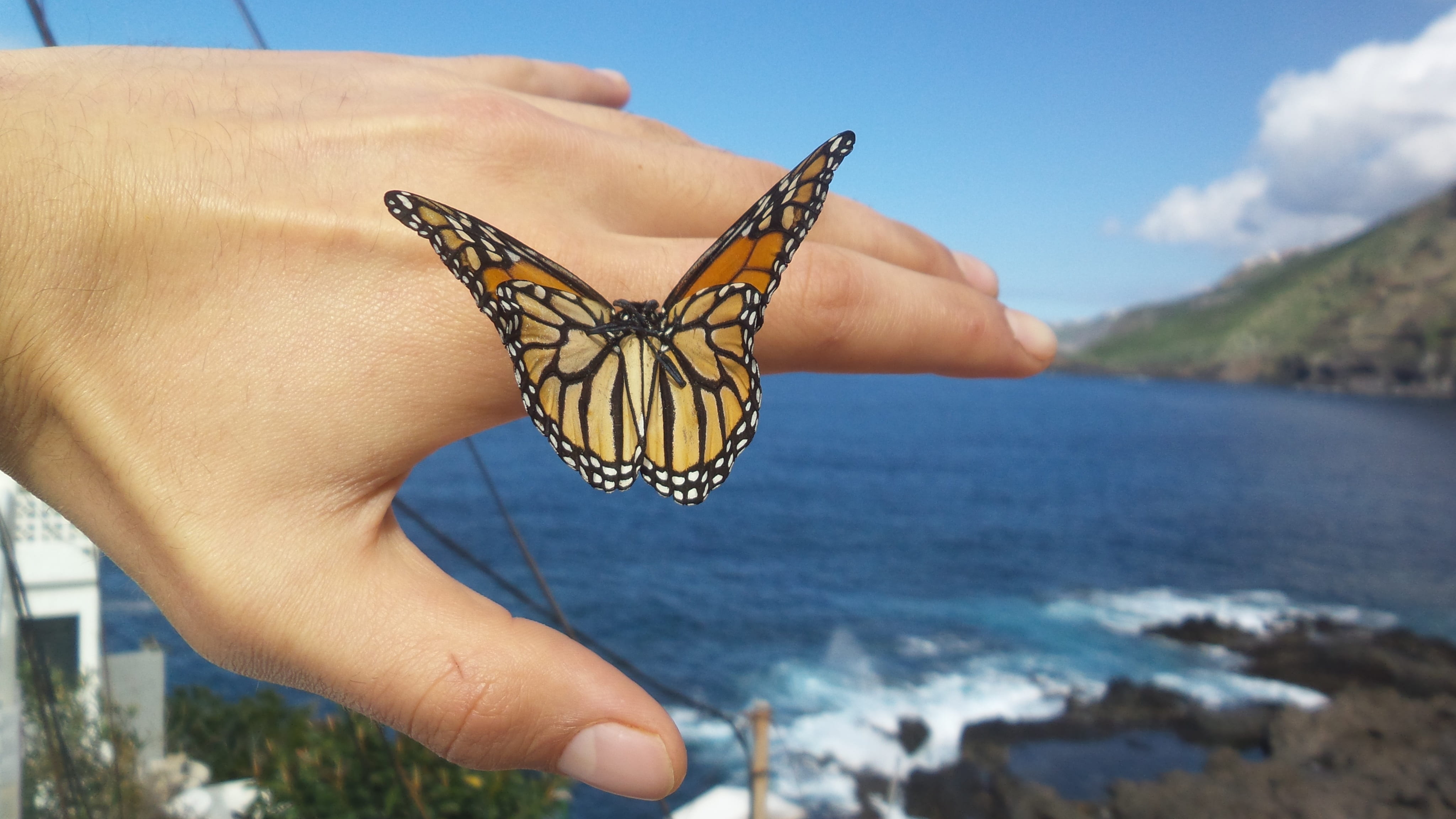lavender, butterfly, focus on foreground, piscinas naturales, human limb, outdoors, tenerife, butterfly - insect, human hand, nature, hand, one animal, HD Wallpaper