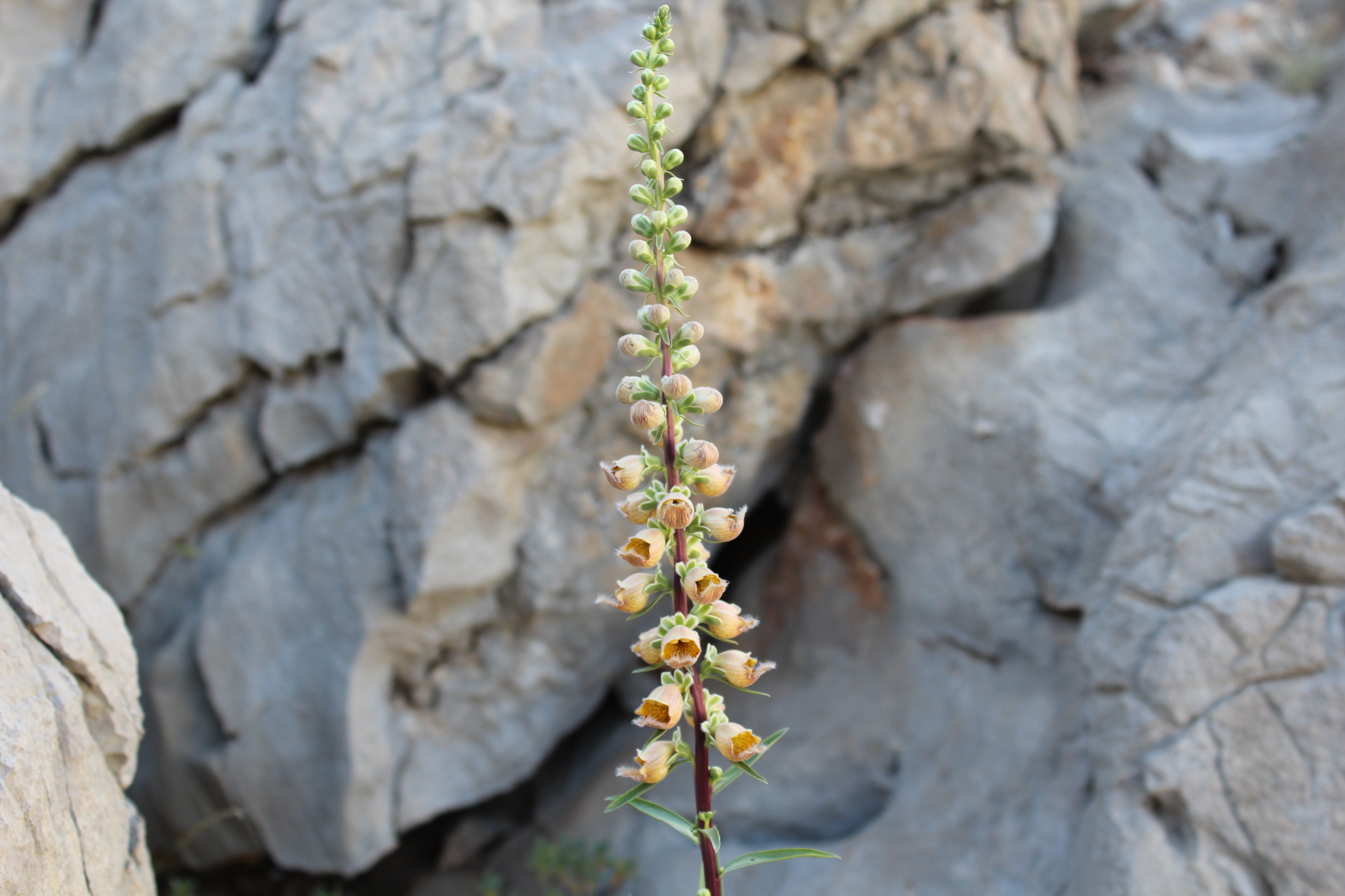 day, nature, botany, endemic species, naturale, solid, close-up, taurus mountains, plant, no people, growth, outdoors, focus on foreground, agriculture, HD Wallpaper