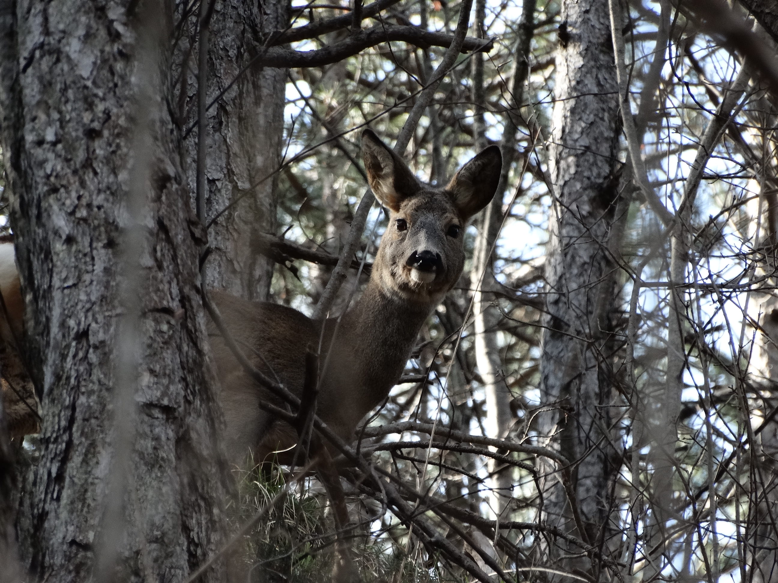 land, day, no people, low angle view, riserva naturale val alba, italy, 2K, tree trunk, animals in the wild, plant, looking at camera, deer, animal, nature, HD Wallpaper