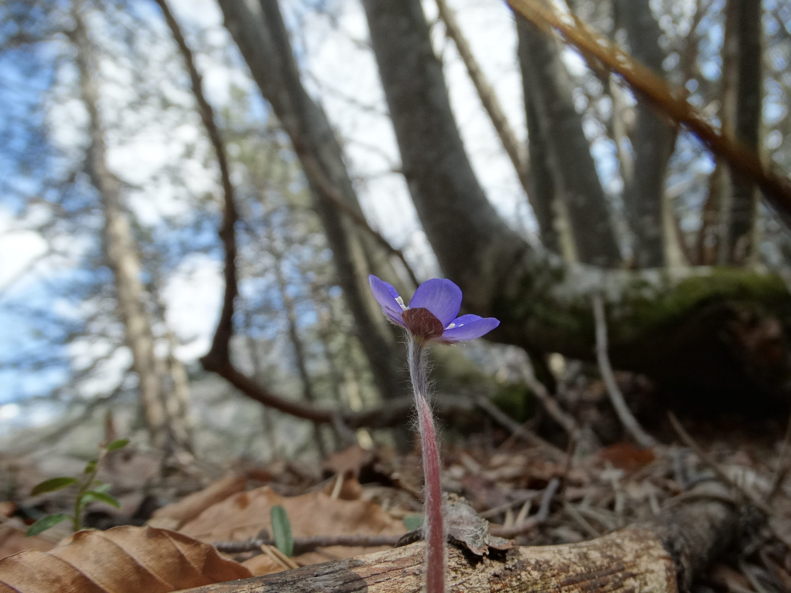 focus on foreground, purple, petal, nature, land, no people, iris, forest, close-up, crocus, vulnerability, plant, field, growth, outdoors, inflorescence, HD Wallpaper