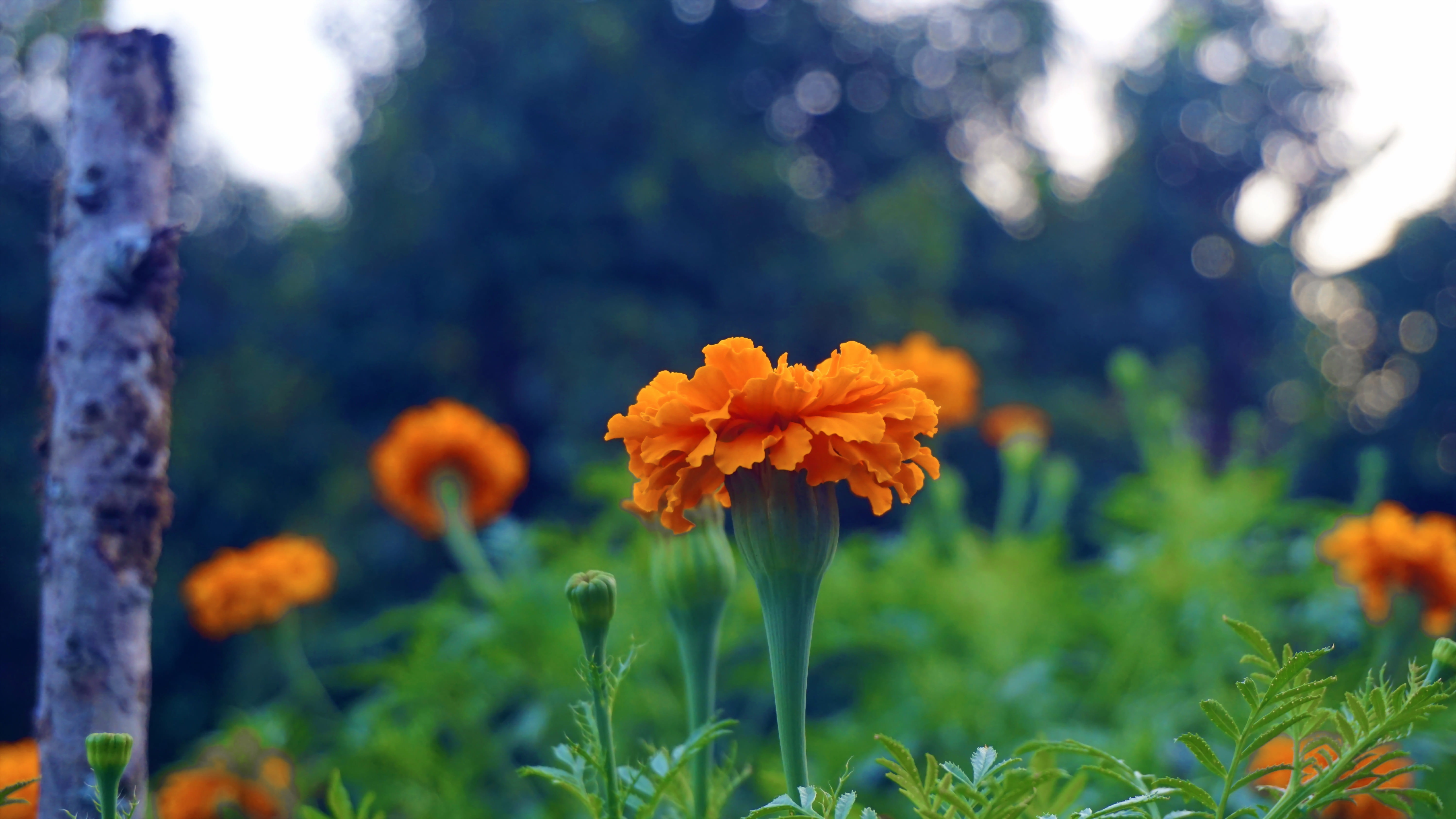 orange color, petal, green color, flowers, nature, the petals overlap, 5K, growth, summer flowers, leaves, no people, beauty in nature, open, fragility, HD Wallpaper