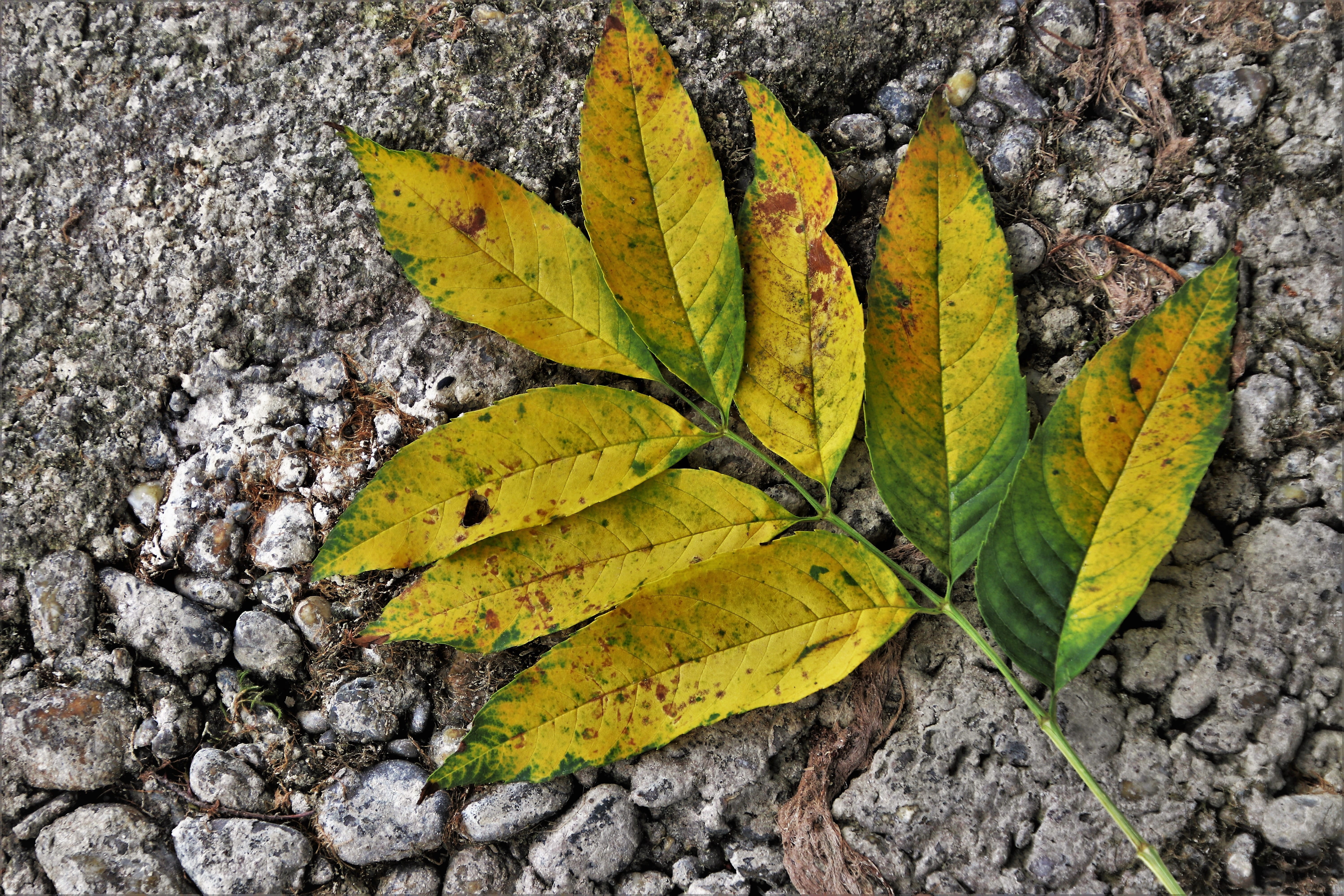 beauty in nature, mood, no people, oct, in the fall, day, season, outdoors, dry, textured, falling, nostalgia, 5K, clear, recovery, maple leaf, foliage, HD Wallpaper