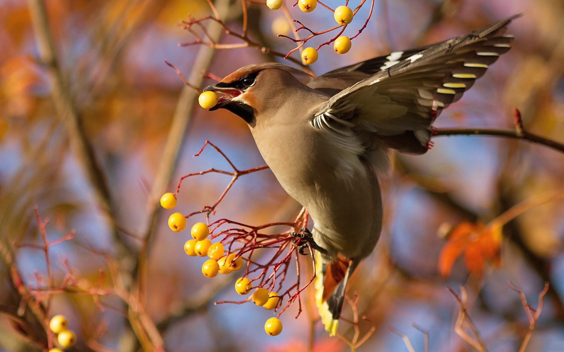 animal Wing, grey, feather, day, waxwing, close-up, season, white, vertebrate, focus on foreground, bird Watching, plant, animal wildlife, bohemian, small, HD Wallpaper