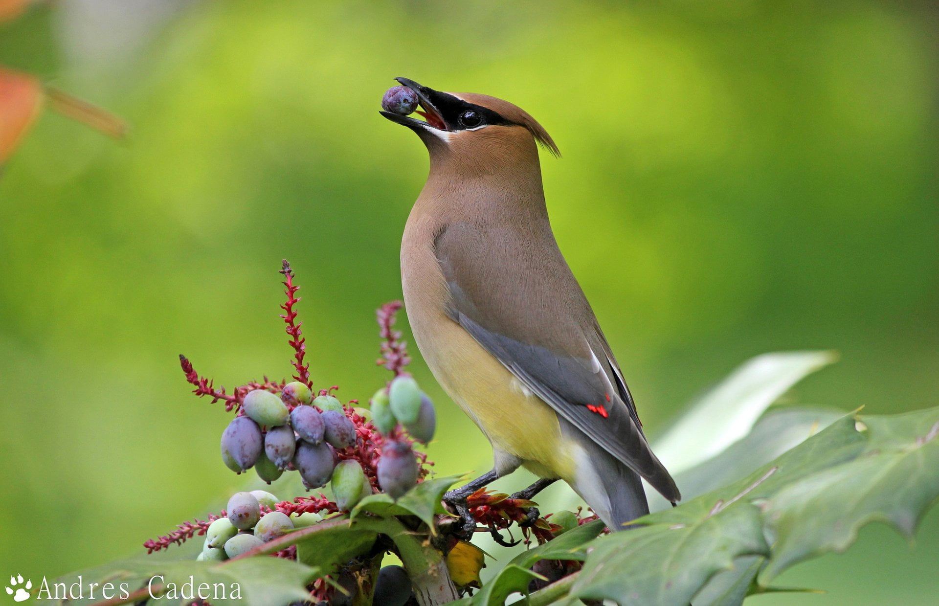 no people, animal, growth, Birds, animal wildlife, nature, animals in the wild, selective focus, plant, plant part, waxwing, leaf, bird, vertebrate, 1080P, HD Wallpaper