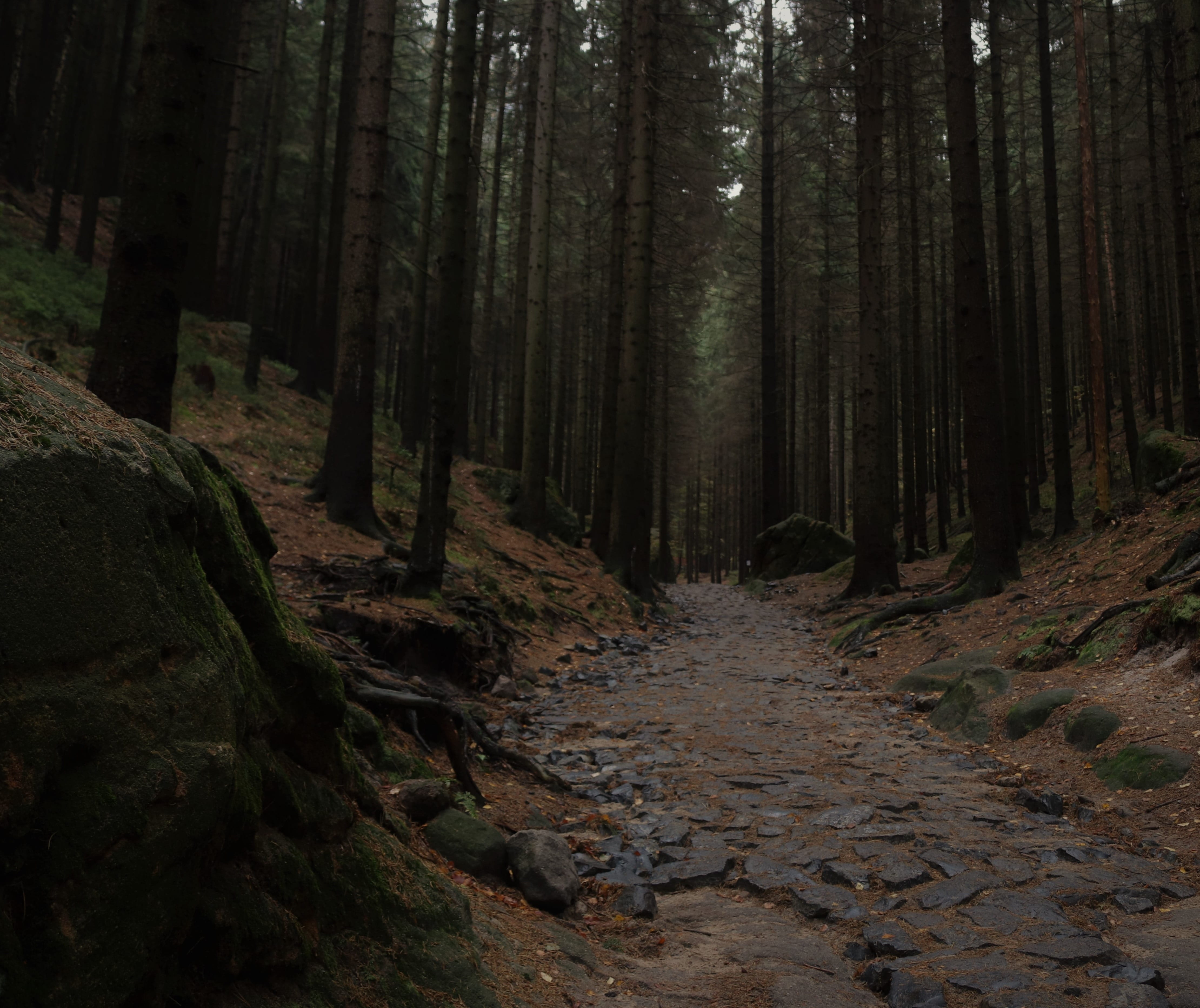 nature, outdoors, beauty in nature, growth, czech republic, scenics - nature, 4K, bohemian switzerland national park, tree trunk, footpath, narnia destinations, HD Wallpaper