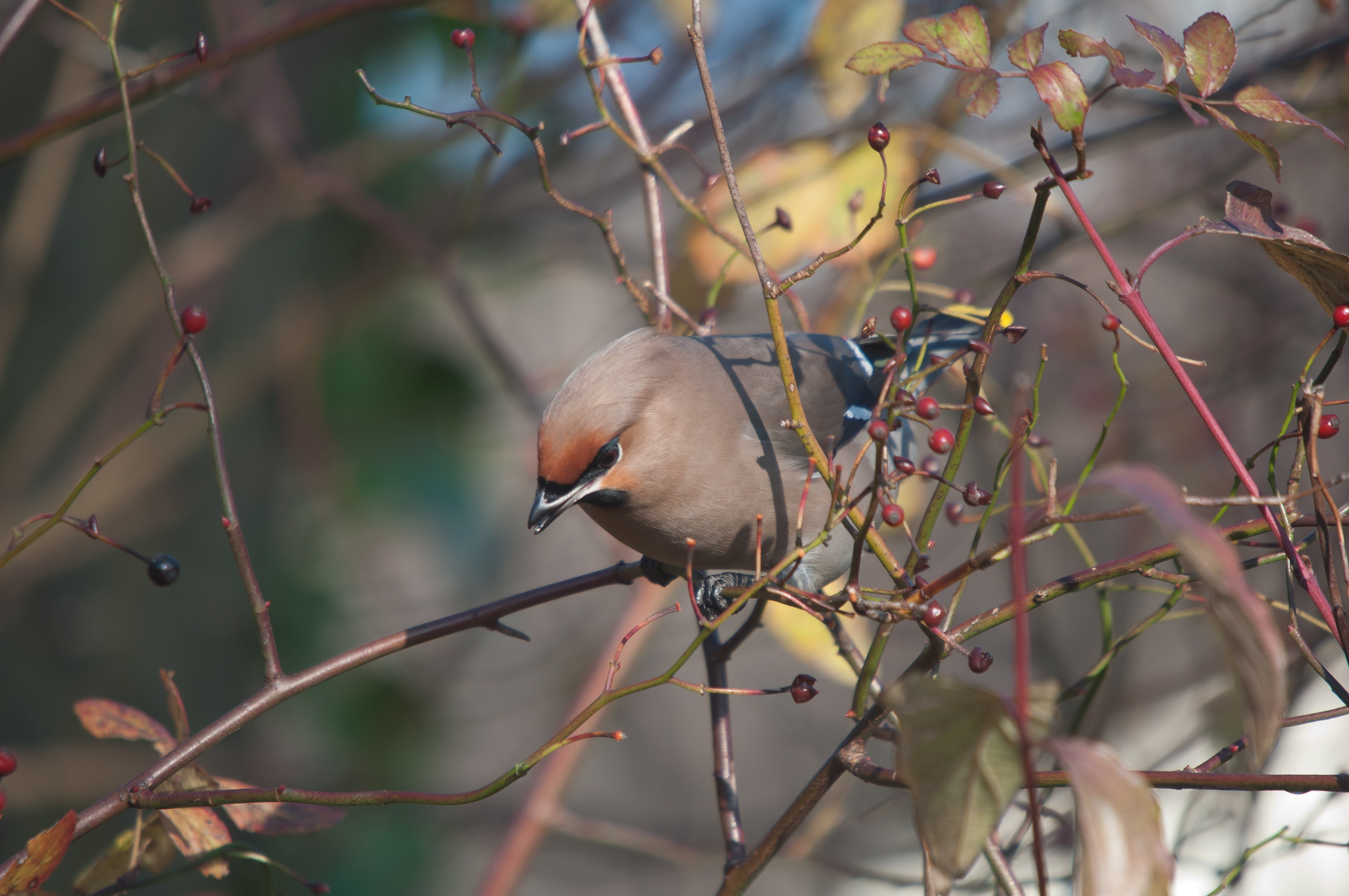 plant, twig, animal themes, perching, bare tree, nature, 4K, animal wildlife, animal, close-up, focus on foreground, tree, one animal, branch, vertebrate, HD Wallpaper