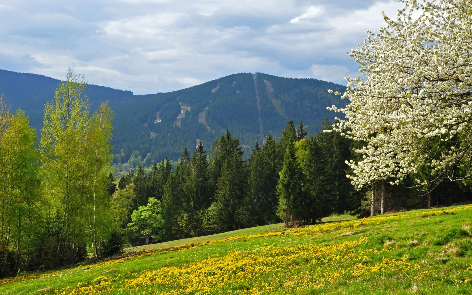 republic, czech, forest, spring, mountains, bohemian, 1080P, field, HD Wallpaper