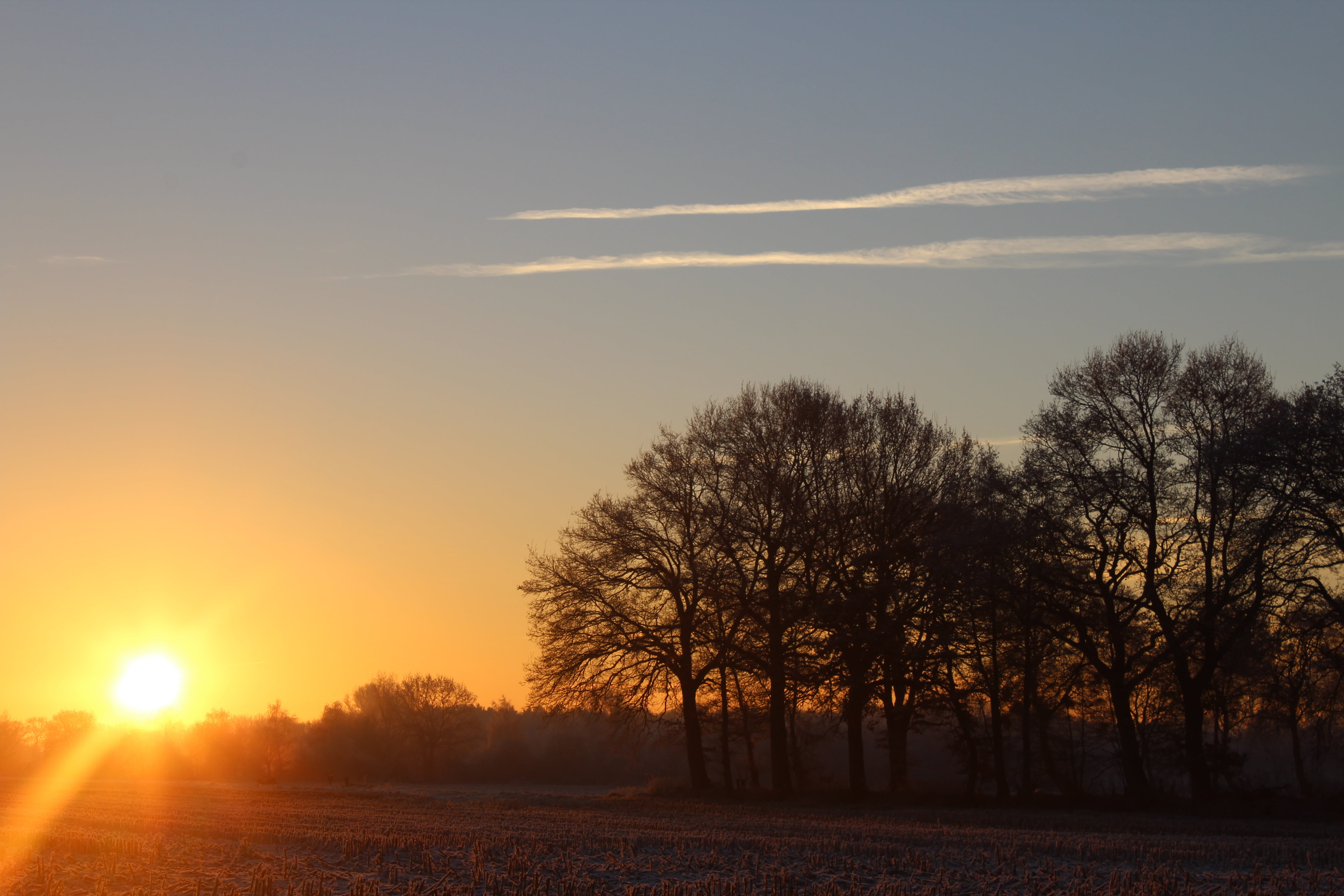 landscape, field, sky, sunlight, beauty in nature, 5K, scenics - nature, scenics, land, winter, morning, tranquil scene, non-urban scene, idyllic, plant, HD Wallpaper