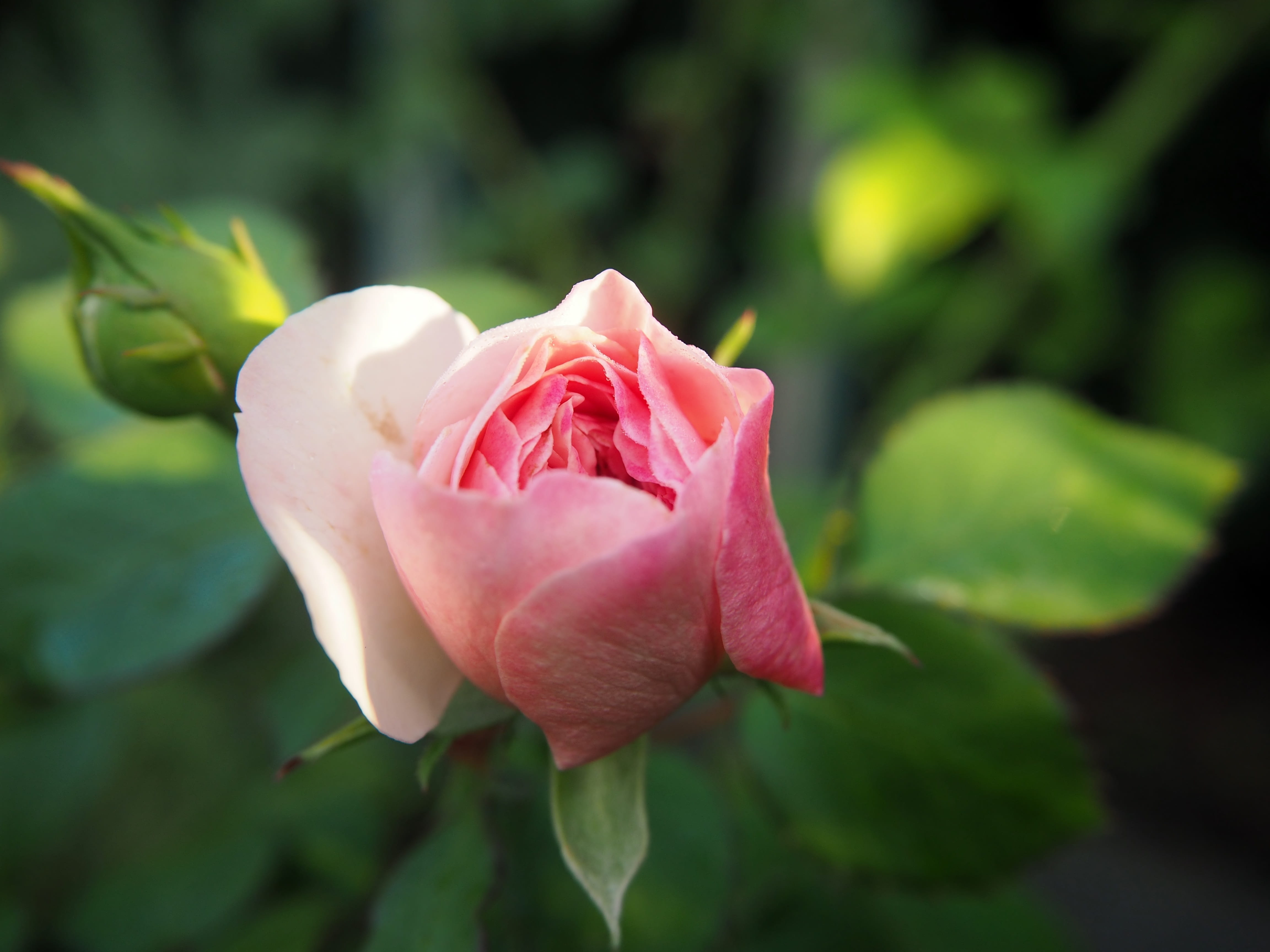 pink, mourning, softness, flower head, growth, beautiful, rose blooms, nature, freshness, vulnerability, rose - flower, close-up, beauty in nature, petal, HD Wallpaper