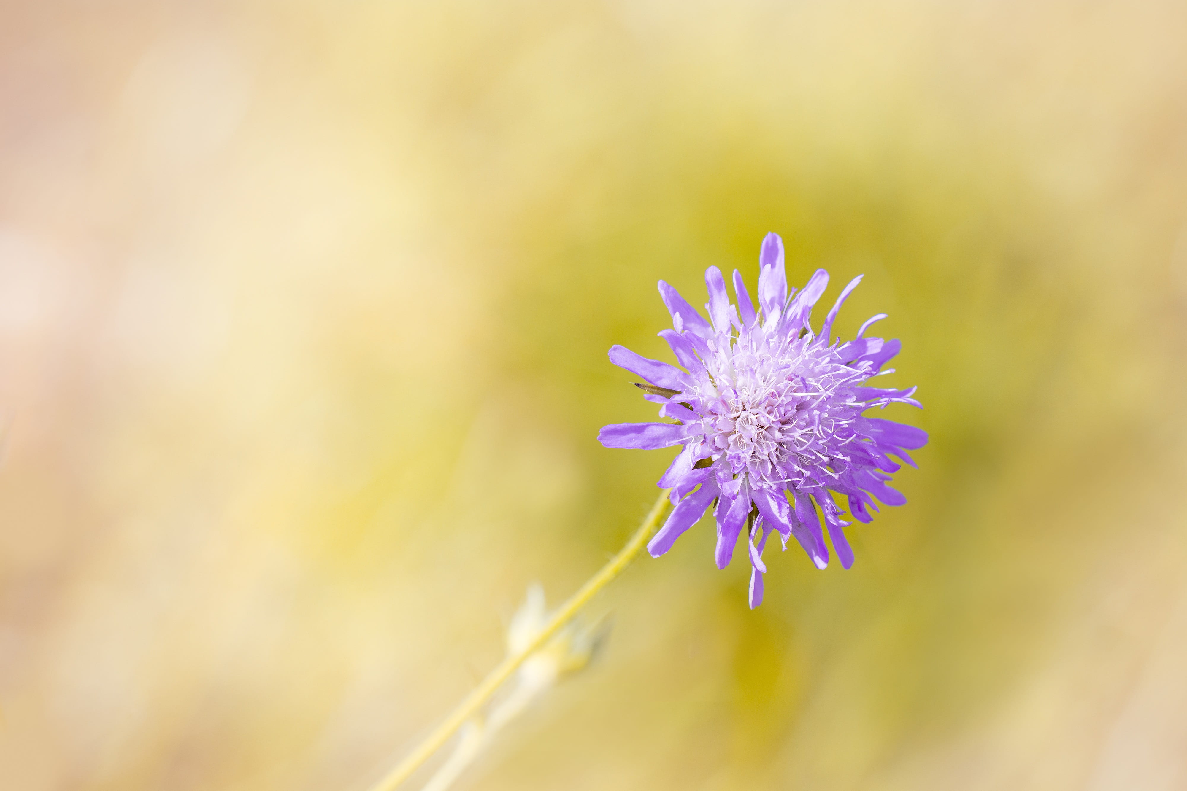 pointed flower, botany, yellow, purple, violet, deaf-skabiose, fragility, blossom, summer, 4K, insect, petal, beauty in nature, plant, flowering plant, HD Wallpaper