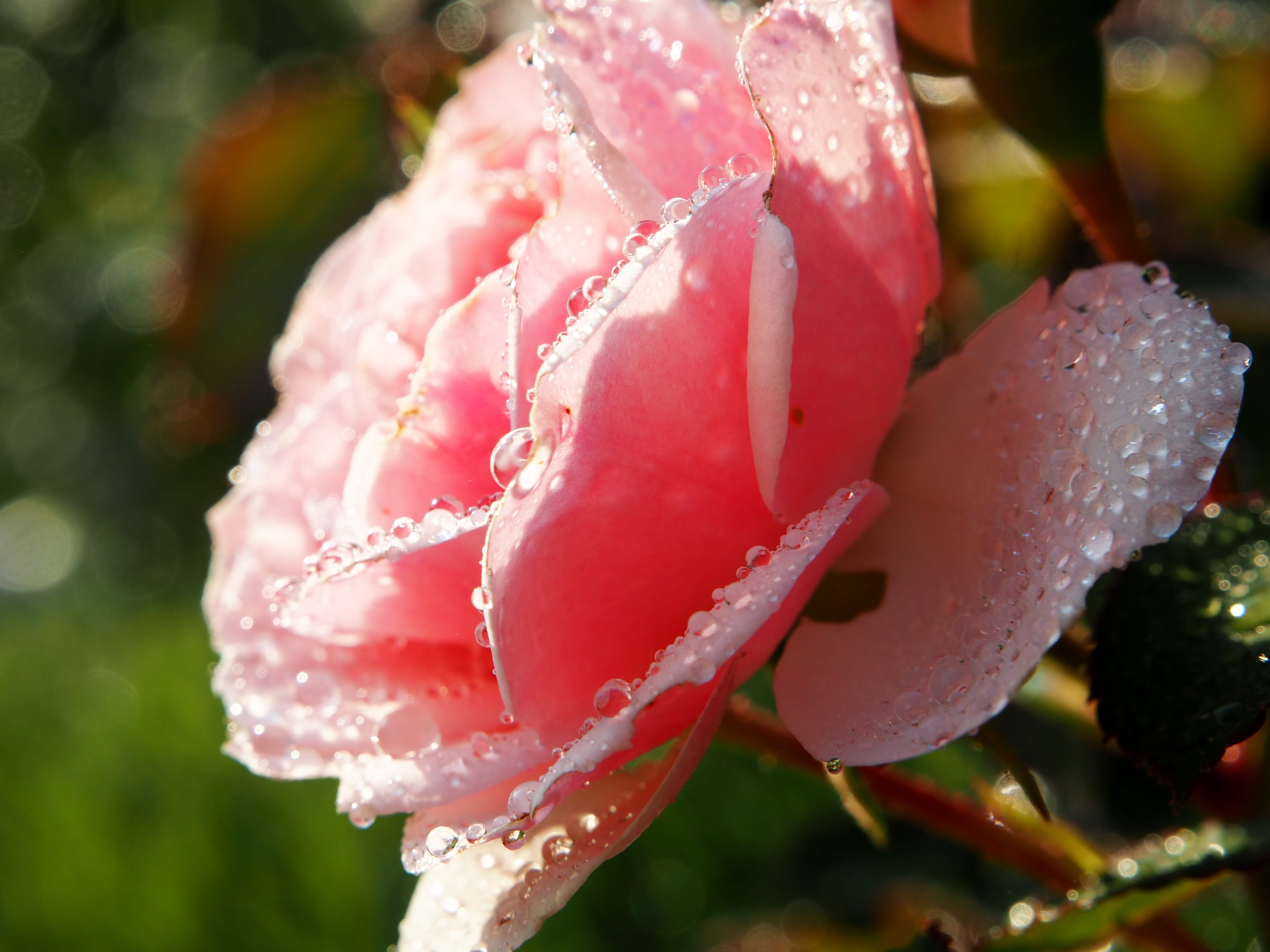 no people, romantic, plant, inflorescence, drop, wet, vulnerability, rose flower, nature, beautiful, fragrance, flower, focus on foreground, drip, greeting card, HD Wallpaper