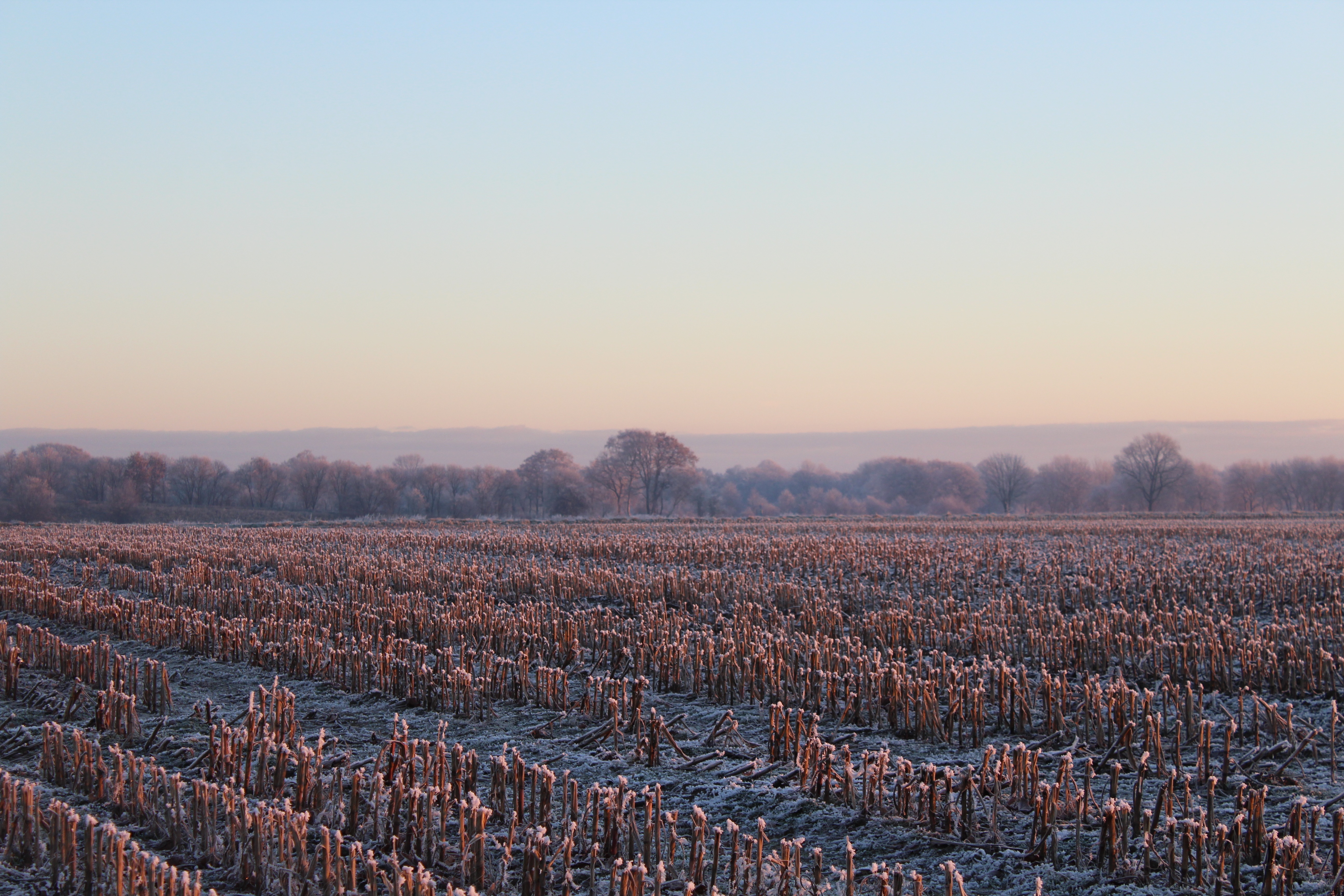 wintry, skies, frozen, sunset, 5K, agriculture, copy space, idyllic, cold, beauty in nature, non-urban scene, no people, outdoors, nature, landscape, frost, HD Wallpaper