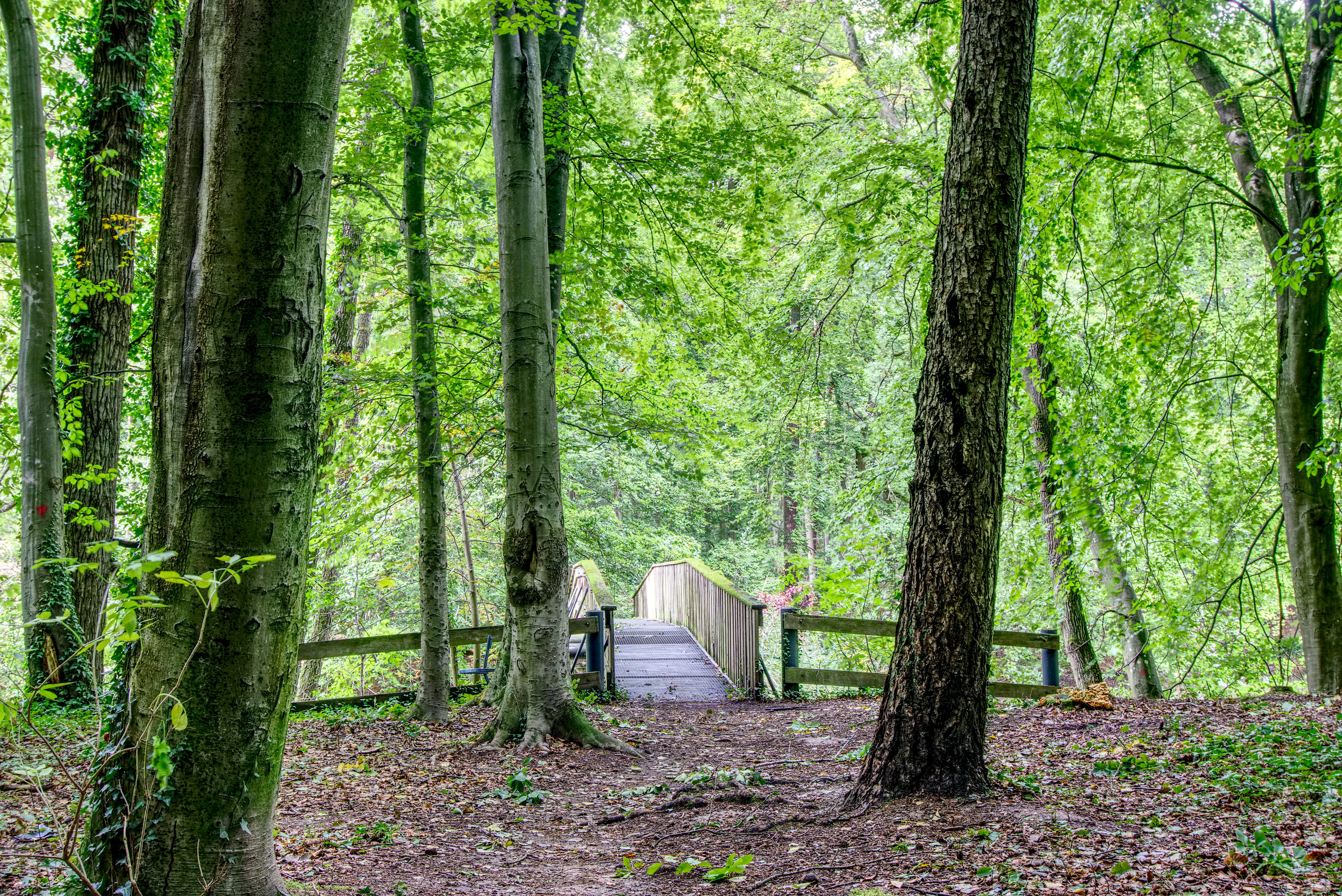 woodland, hiking, outdoors, environment, land, landscape, tree trunk, plant, leaves, hdr, non-urban scene, wood, remote, scenic, no people, walk, contrast, HD Wallpaper