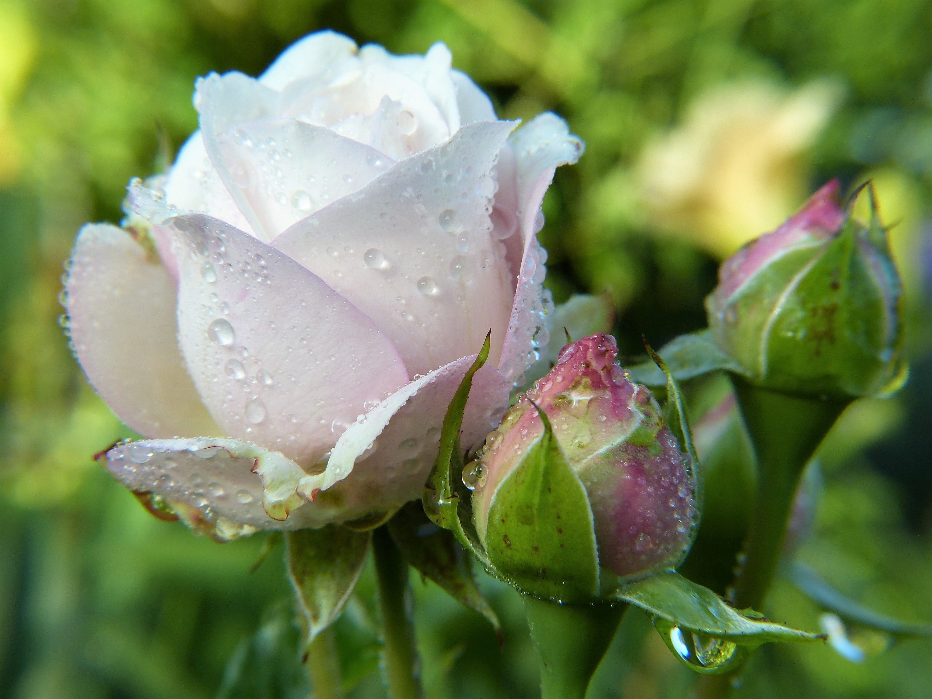 wedding, flower, springtime, roma table, pink, petal, bud, rain, flower head, dewdrop, flowering plant, rosebud, plant, close-up, love, rose, wet, fragility, HD Wallpaper