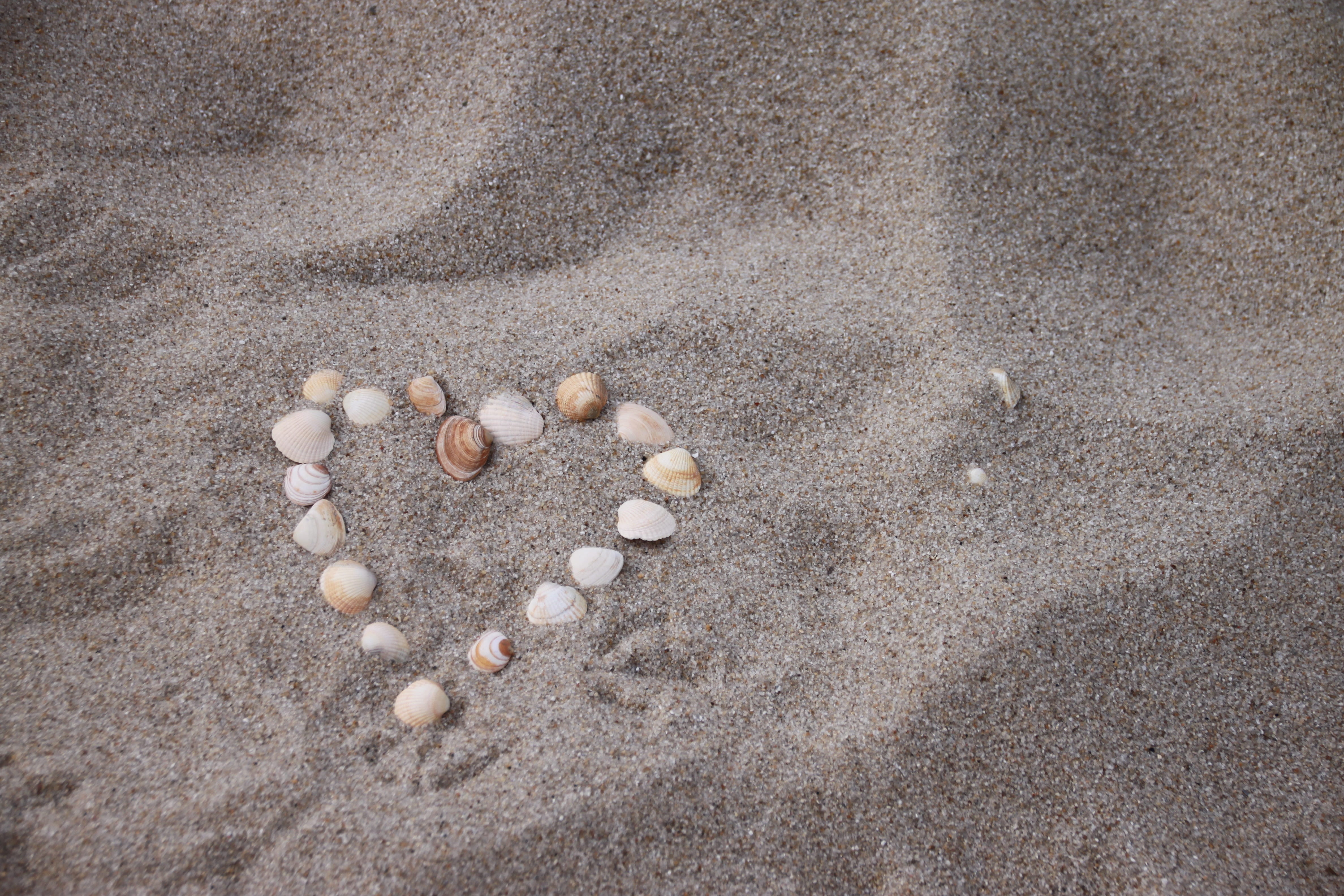 luck, seashell, high angle view, creativity, north sea, day, roma table, animal wildlife, sand, positive emotion, beauty in nature, solid, close-up, shell, HD Wallpaper