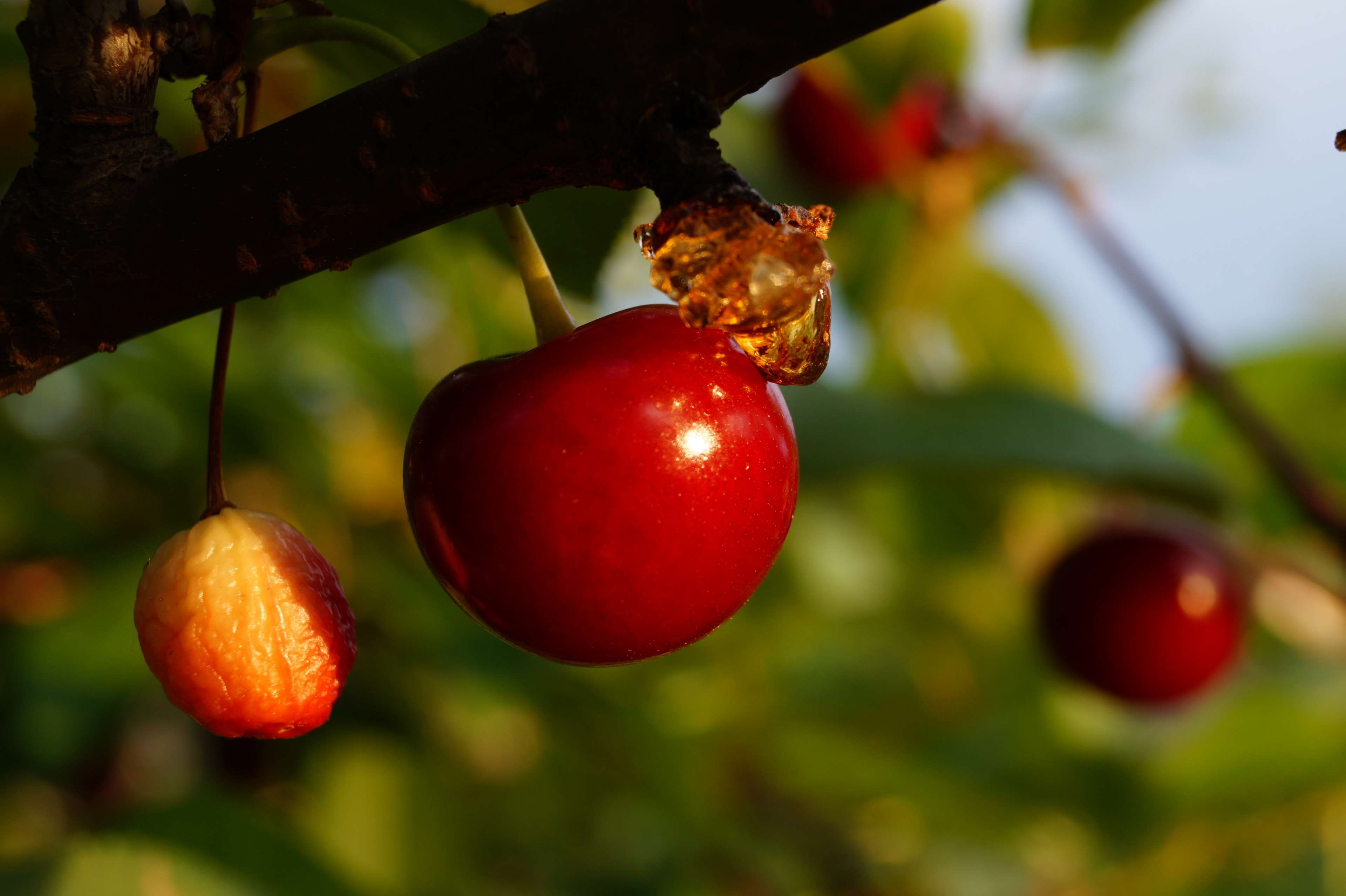 ripe, no people, focus on foreground, growth, cherry, outdoors, nature, fruit tree, food and drink, sour, fruit, leaf, flower, food, wellbeing, red, plant part, HD Wallpaper