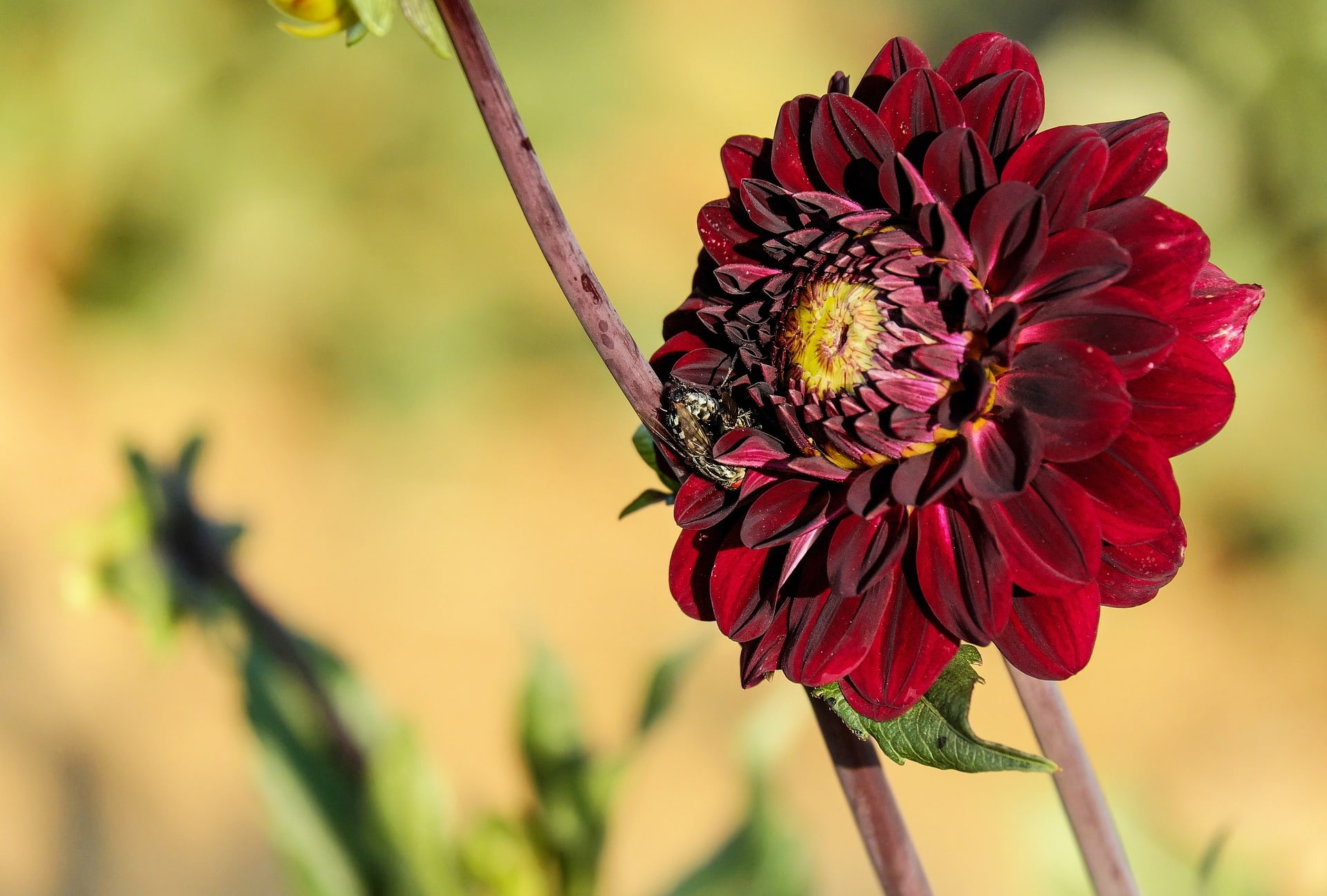 insect, 1080P, pollen, beauty in nature, focus on foreground, animal wildlife, animals in the wild, fragility, claret red, vulnerability, flower, plant, HD Wallpaper
