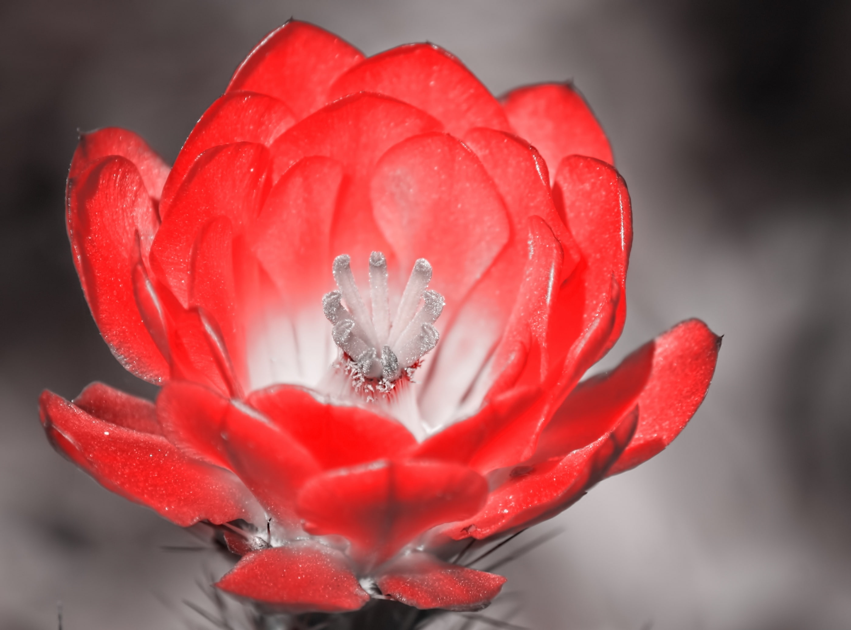 close-up, vulnerability, growth, Aero, plant, black, beauty in nature, outdoors, sepal, petal, cup, freshness, Flower, dew, Blossom, 2K, Artistic, Creative, HD Wallpaper