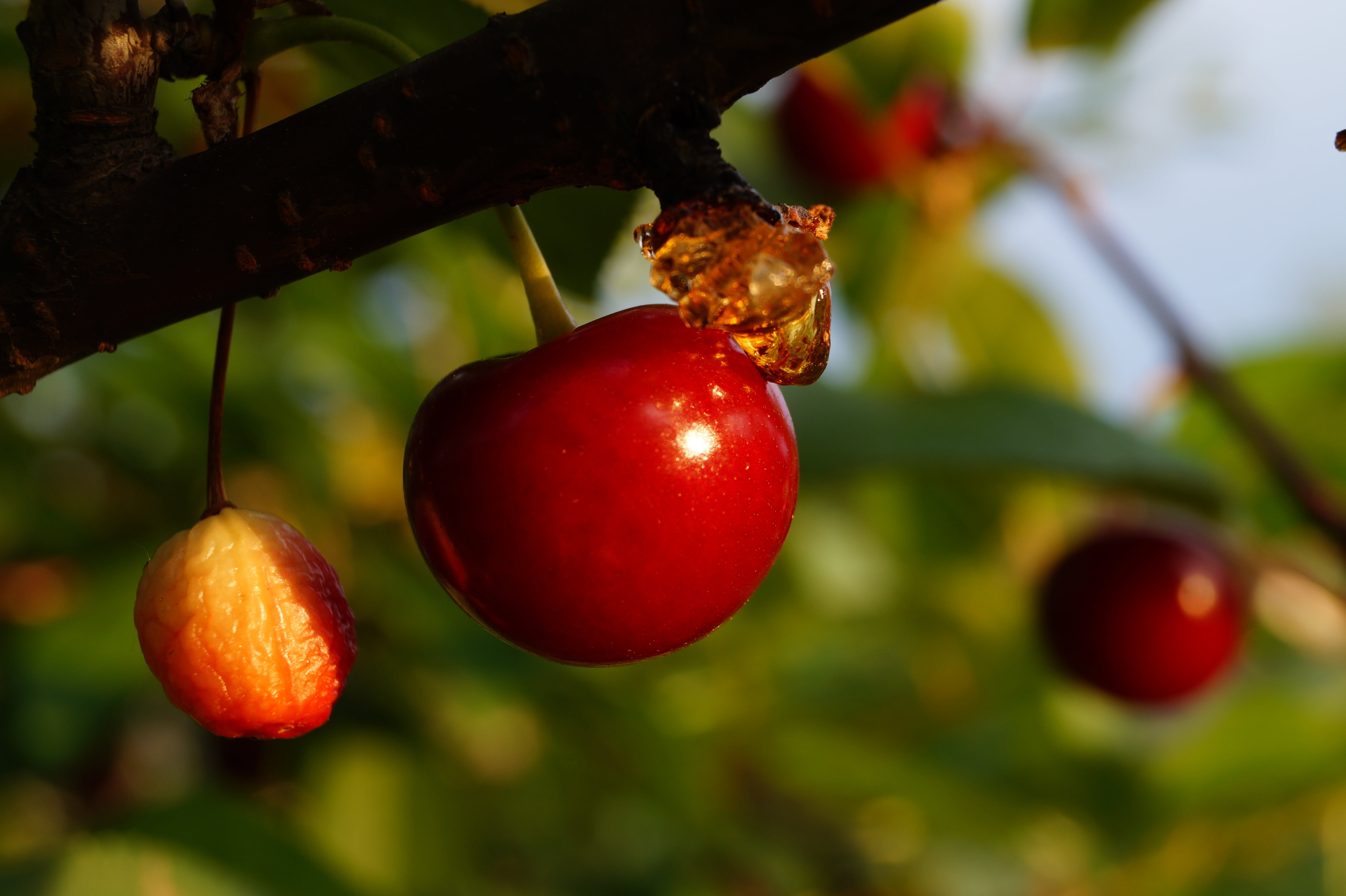 nature, ripen, close, claret, tree, flower, fruit, plant, focus on foreground, growth, cherry, sour, day, healthy eating, no people, leaf, close-up, branch, HD Wallpaper