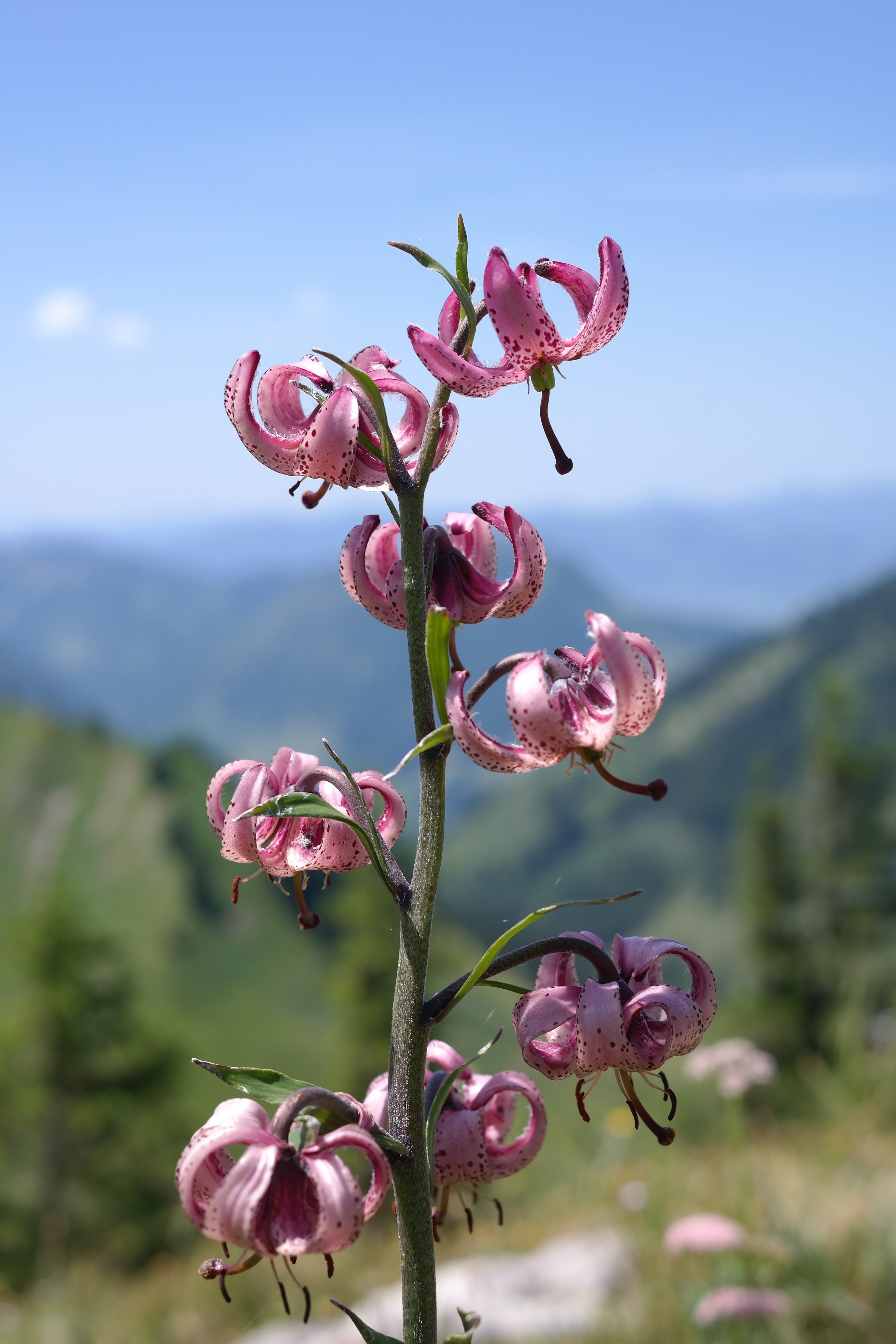 martagon lily, 5K, no people, sky, blossom, flower head, day, turks cap lily, inflorescence, fragility, turks cap lily lily, photography, freshness, petaled, Phone HD Wallpaper