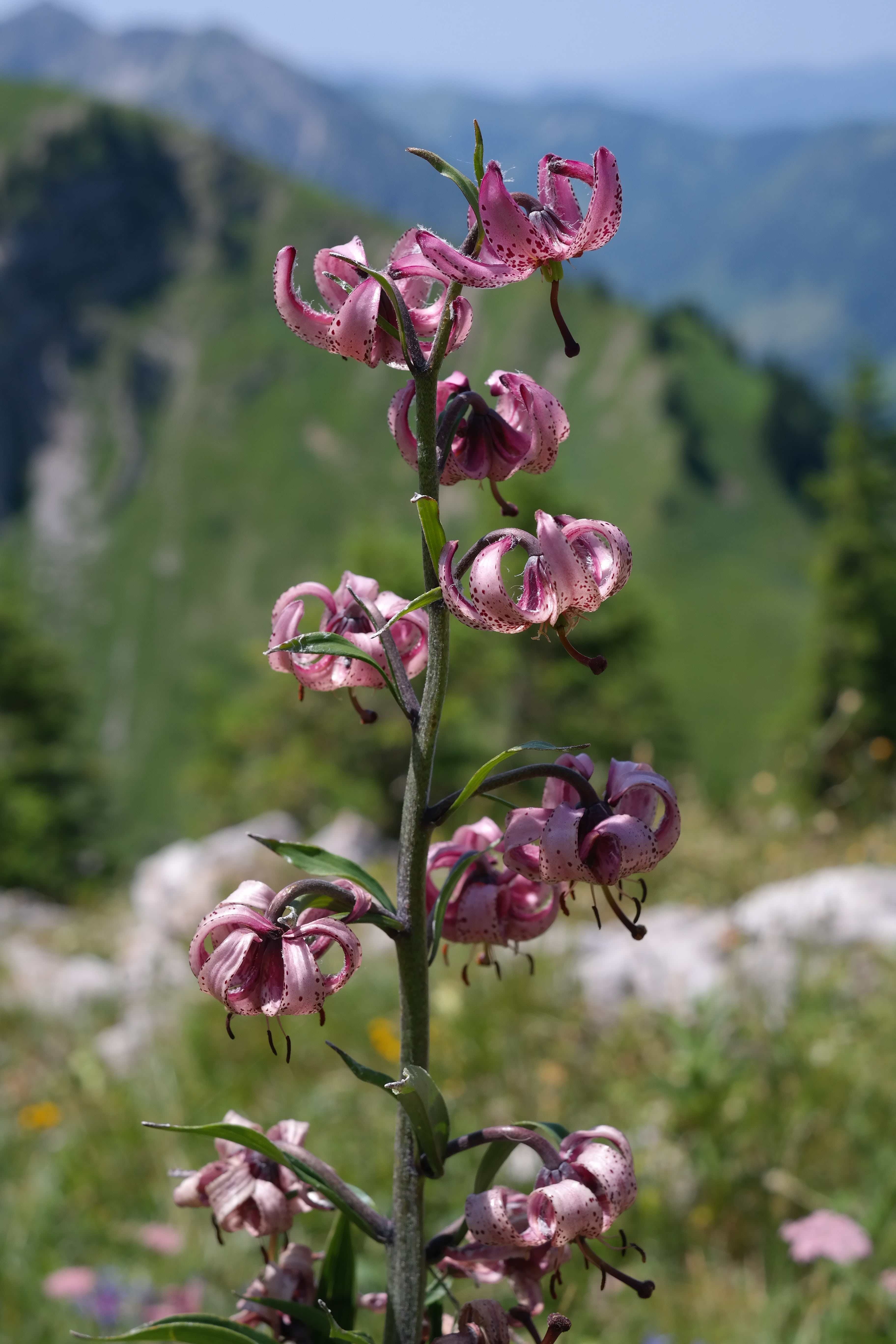 pink, close-up, flowering plant, nodding flowers, martagon lily, lily, flower, inflorescence, outdoors, pink color, bloom, selective focus, day, growth, Phone HD Wallpaper