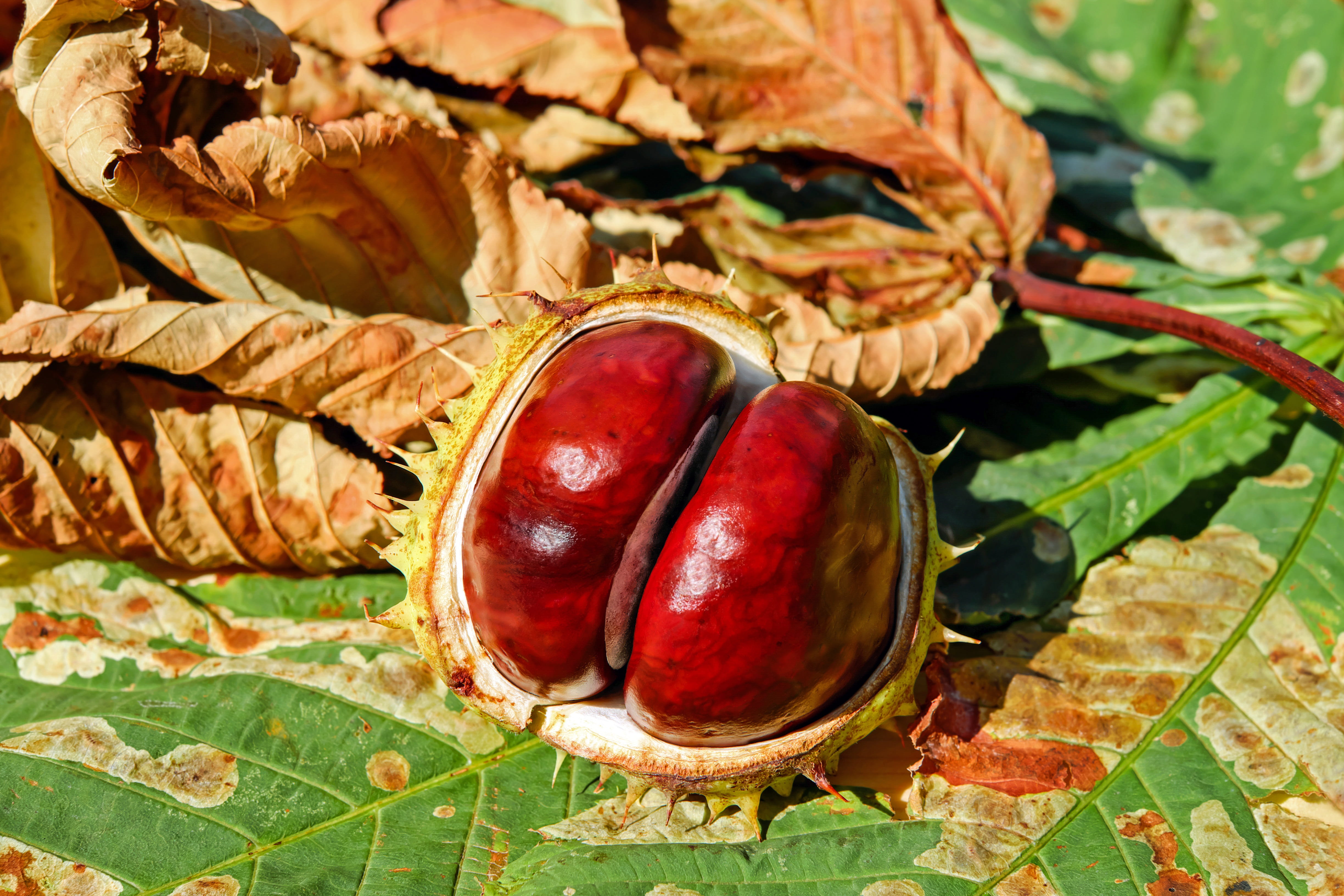 shiny, close, beautiful, sunlight, leaf, nut - food, flesh red horse chestnut, close-up, 4K, buckeye, freshness, soapberry plant, red, high angle view, HD Wallpaper
