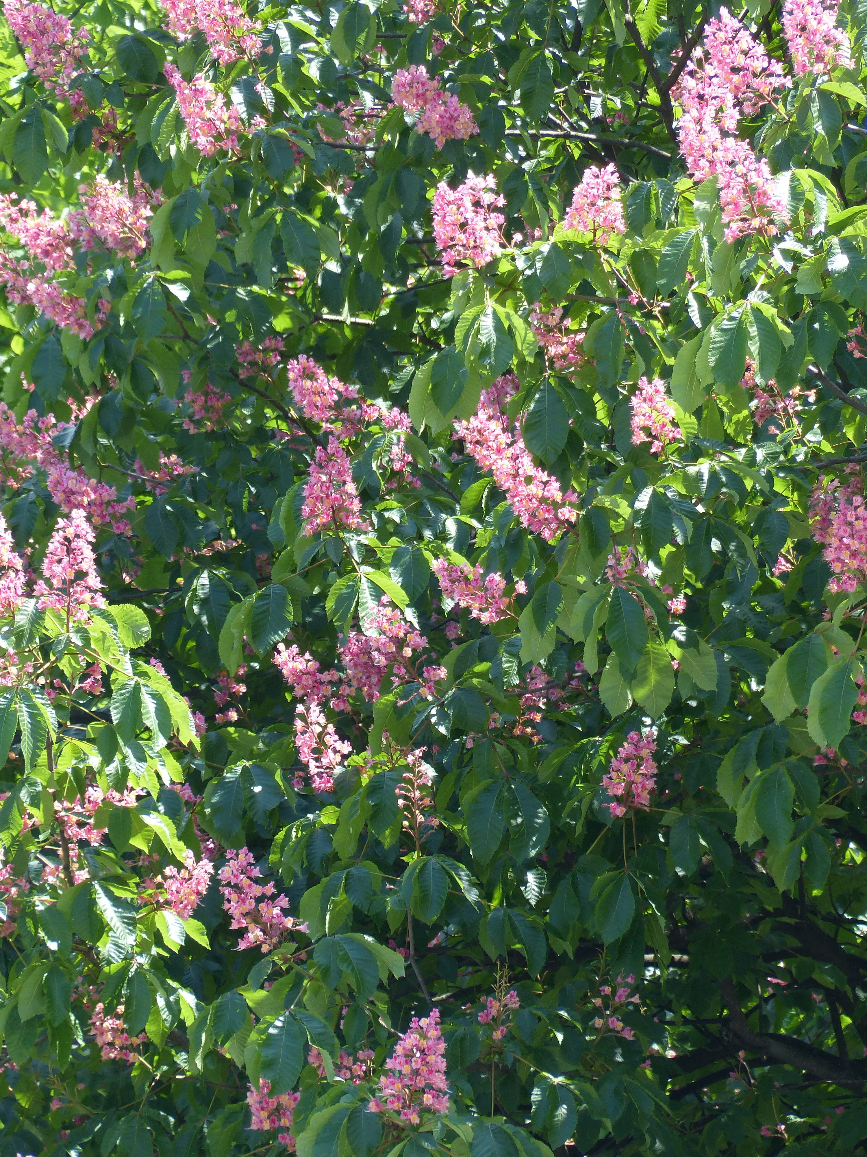 buckeye, bloom, deciduous tree, flesh red horse chestnut, ordinary rosskastanie, lilac, flower, north american horse chestnut, ornamental, flowering plant, Phone HD Wallpaper