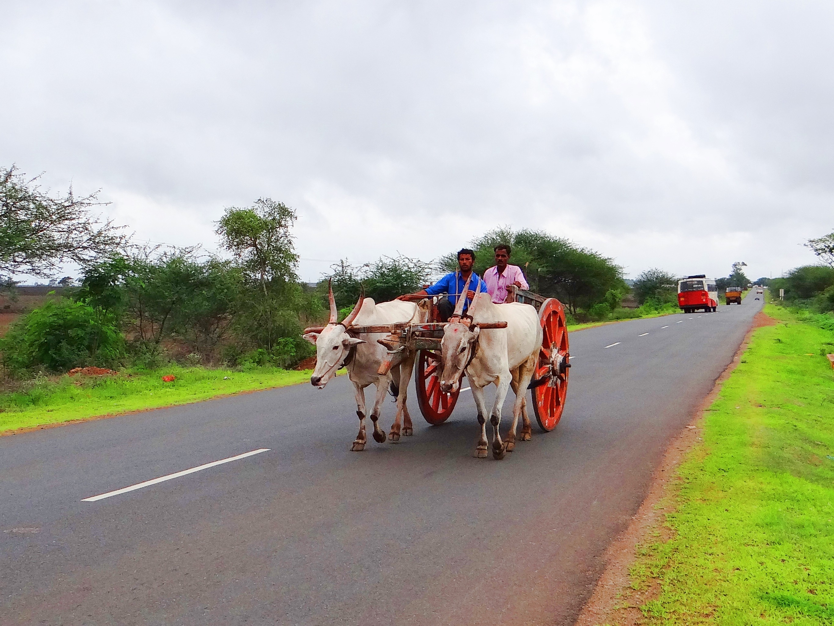 highway, group of animals, gadag, domestic animals, herbivorous, mode of transportation, men, vertebrate, working animal, sky, transportation, rural, 2K, HD Wallpaper
