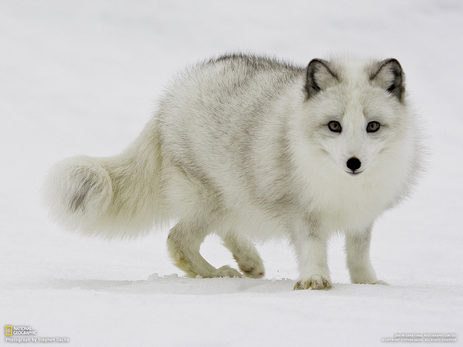 frozen, purebred Dog, fox, small, front View, cute, one Animal, young Animal, nature, domestic Animals, 720P, looking, vertebrate, cut Out, studio Shot, HD Wallpaper