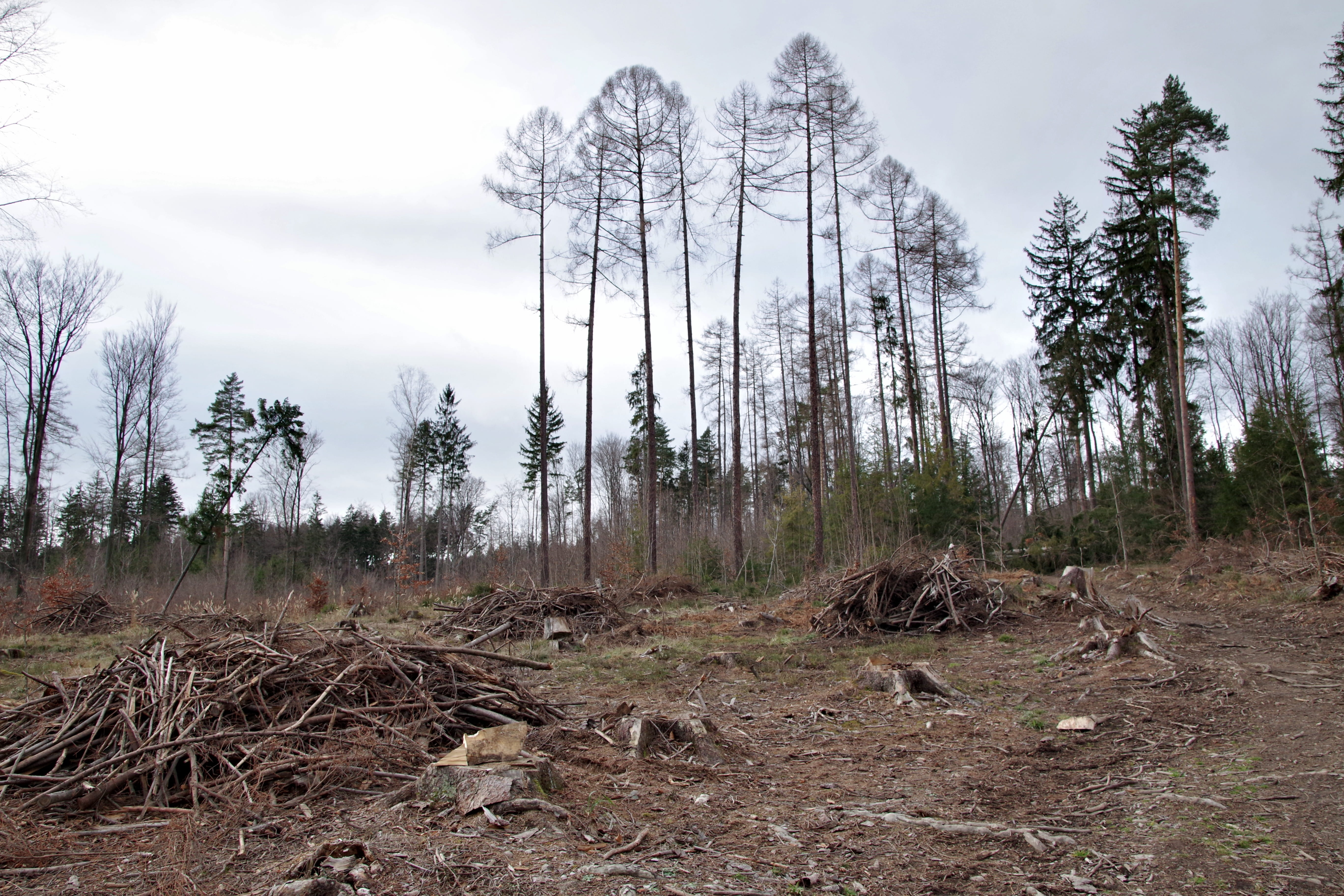 wykarczowany forest, 5K, plant, lets go, obstacle, way, non-urban scene, beauty in nature, remote, zawalidroga, cut down a tree, forest, sky, trunk, environment, HD Wallpaper