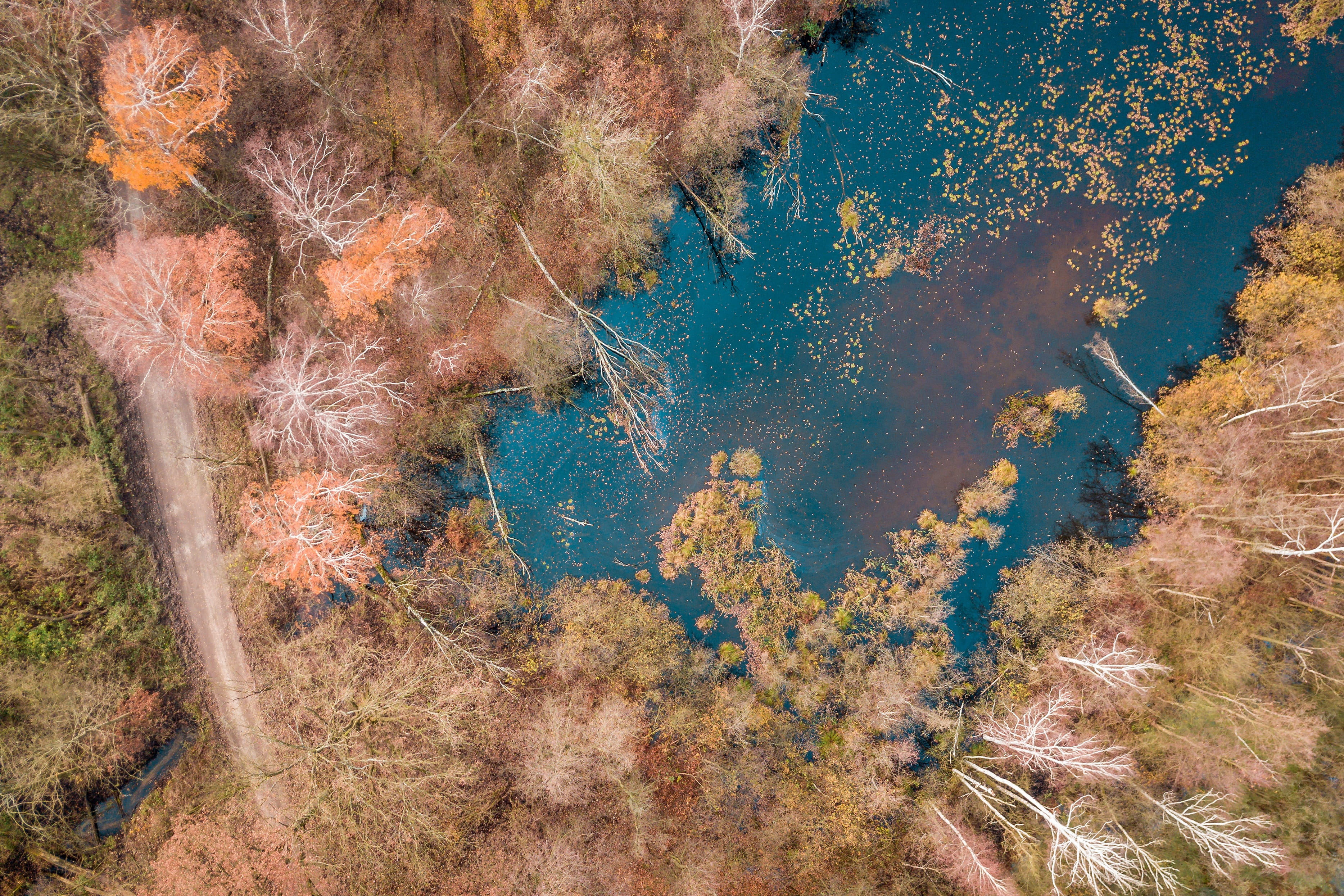 high angle view, day, rock, plant, way, nature, beauty in nature, forest, tranquil scene, growth, tree, green color, autumn, lake, air, drone, stupidity, HD Wallpaper