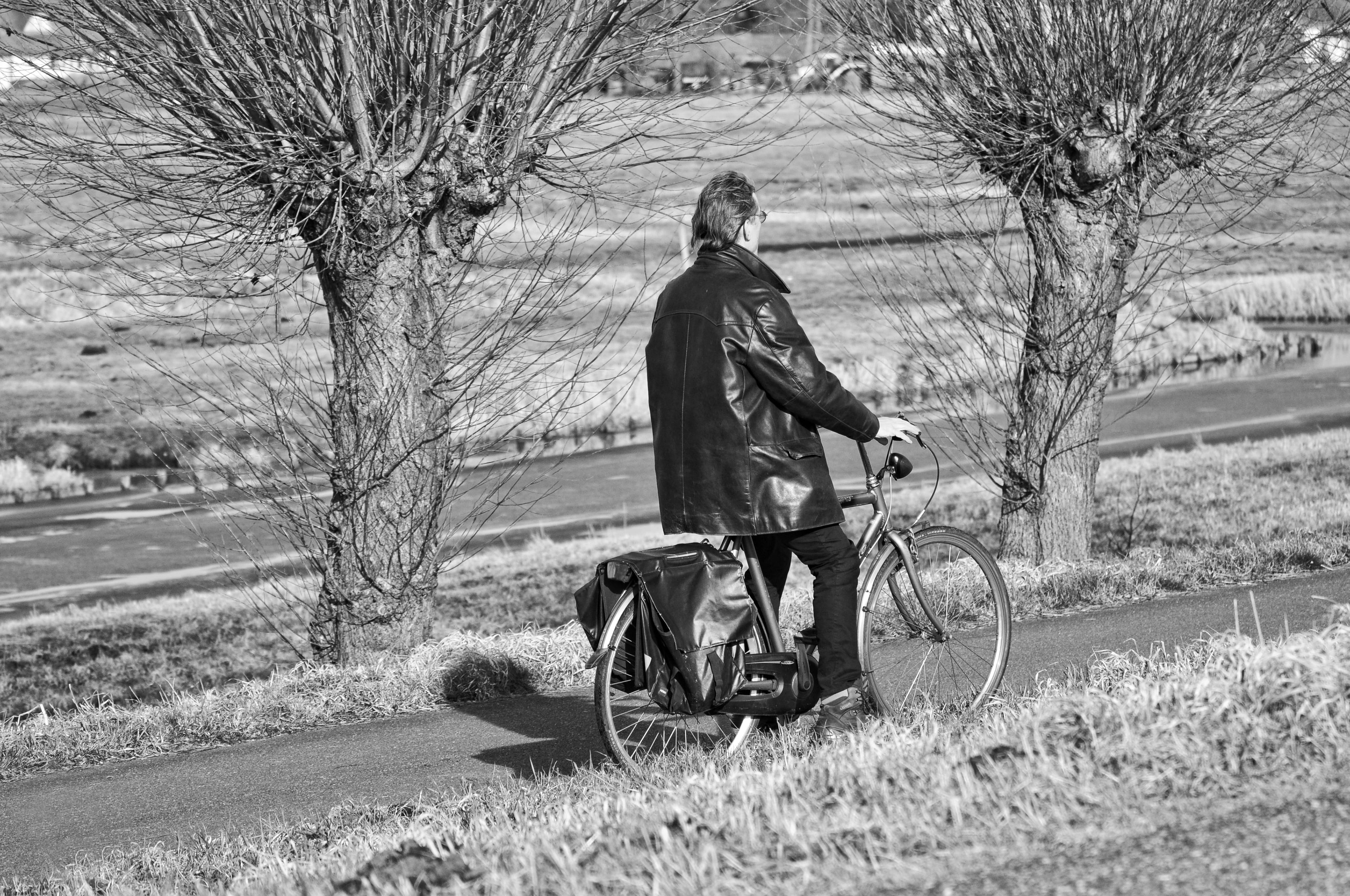 people, field, day, transportation, going somewhere, pollard, lifestyles, rear view, cycle track, on his way, nature, person, willow, real people, leisure activity, HD Wallpaper