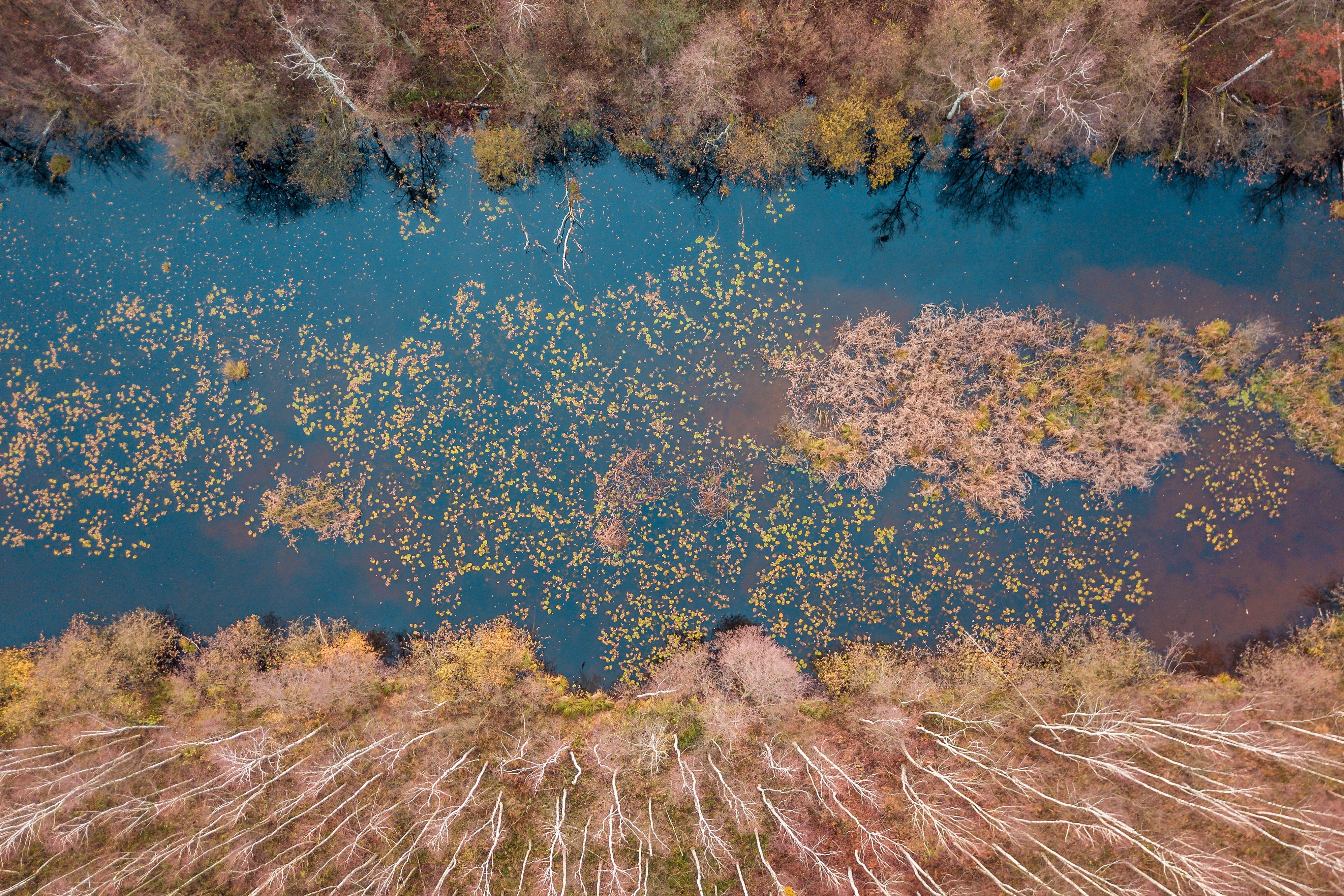 stupidity, forest, water, high angle view, drone, beauty in nature, change, no people, environment, nature, foliage, land, poland, autumn, tourism, growth, HD Wallpaper