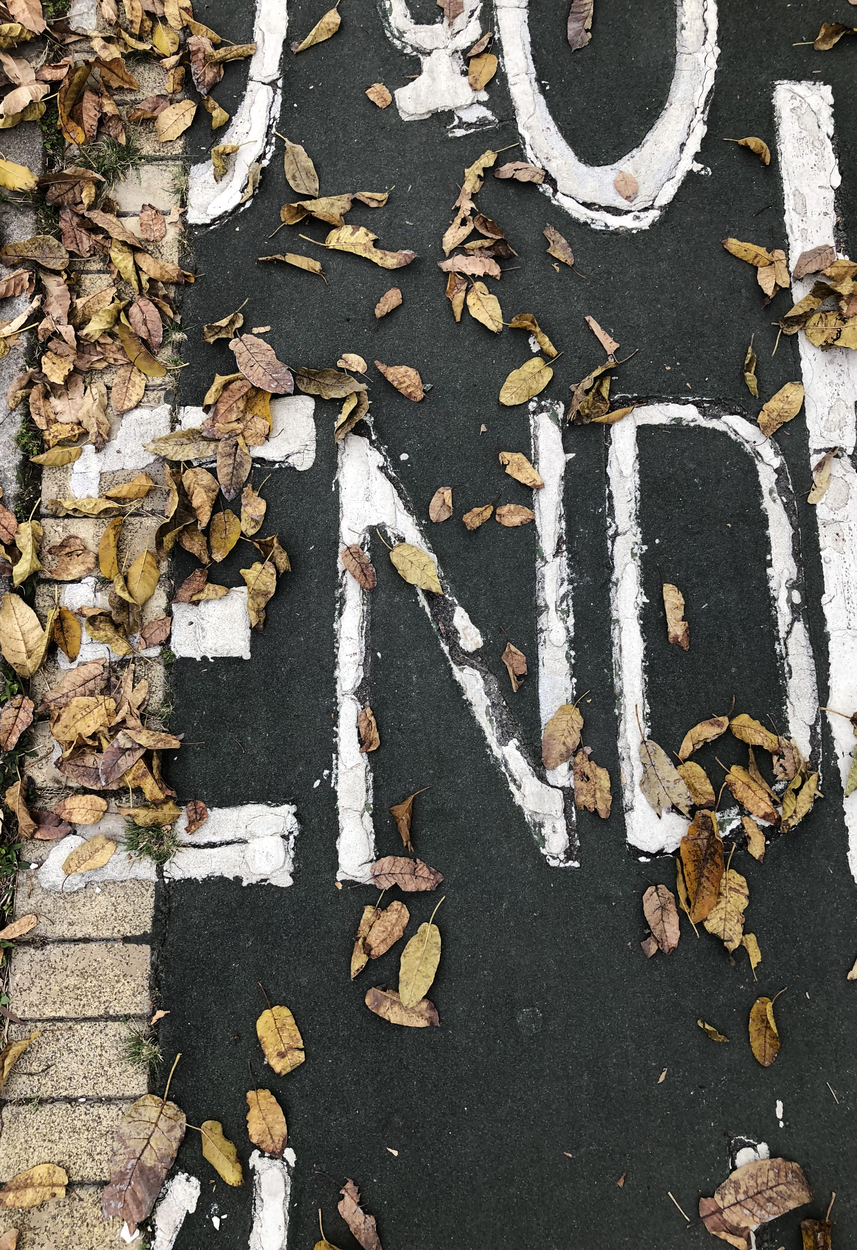 fall, pavement, nature, autumn, high angle view, city, season, street, plant part, writing, surface, 4K, change, type, directly above, backgrounds, aerial, Phone HD Wallpaper