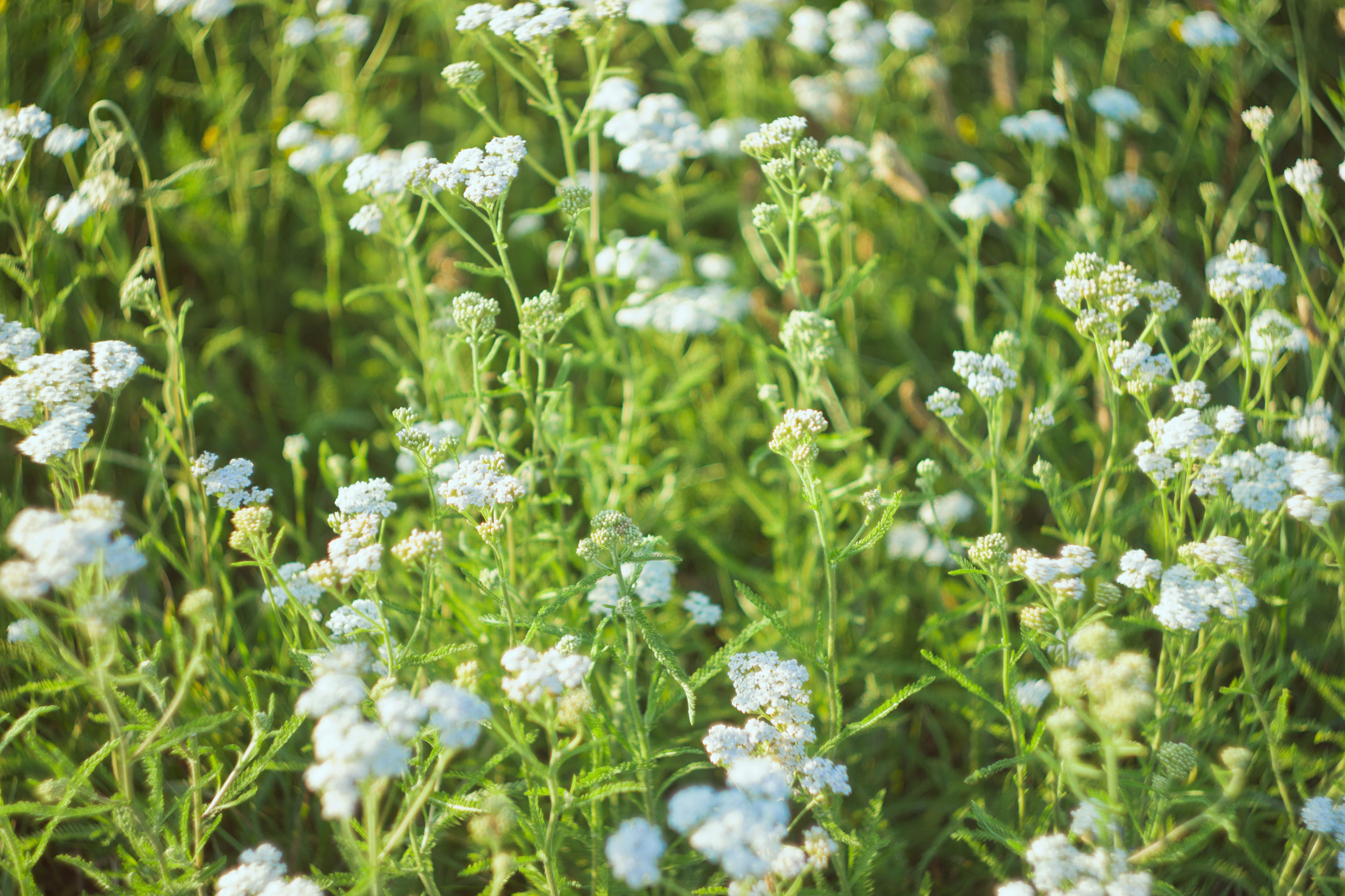 5K, field, chamomile, сумы, sunshine, no people, flowering plant, selective focus, camomile, sumy, flower head, bokeh, close-up, beauty in nature, freshness, HD Wallpaper