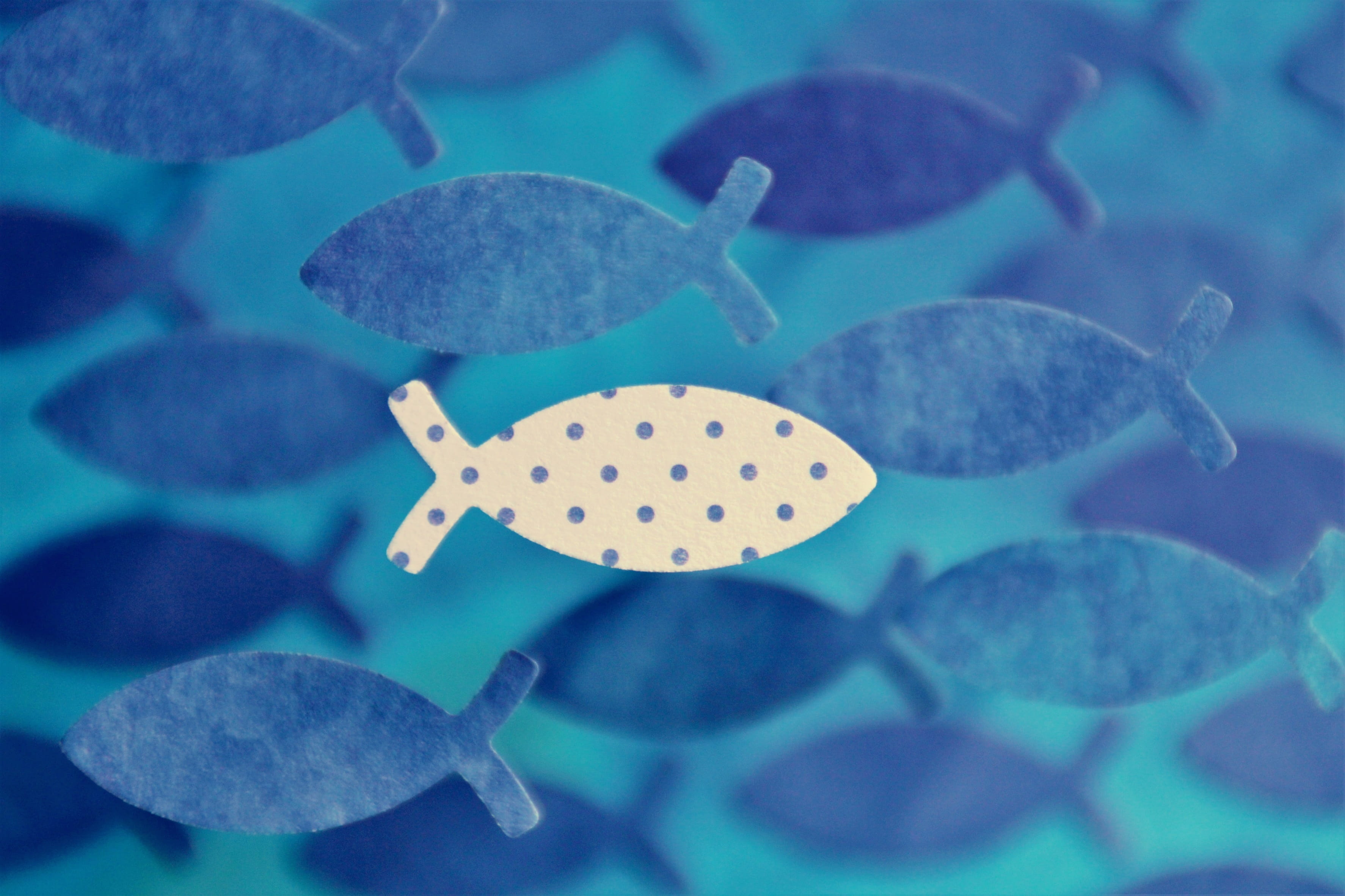 sea life, close-up, cardboard, tinker, self-confidence, aquarium, animals in the wild, plant part, swim, swimming, points, animal wildlife, undersea, sea, HD Wallpaper