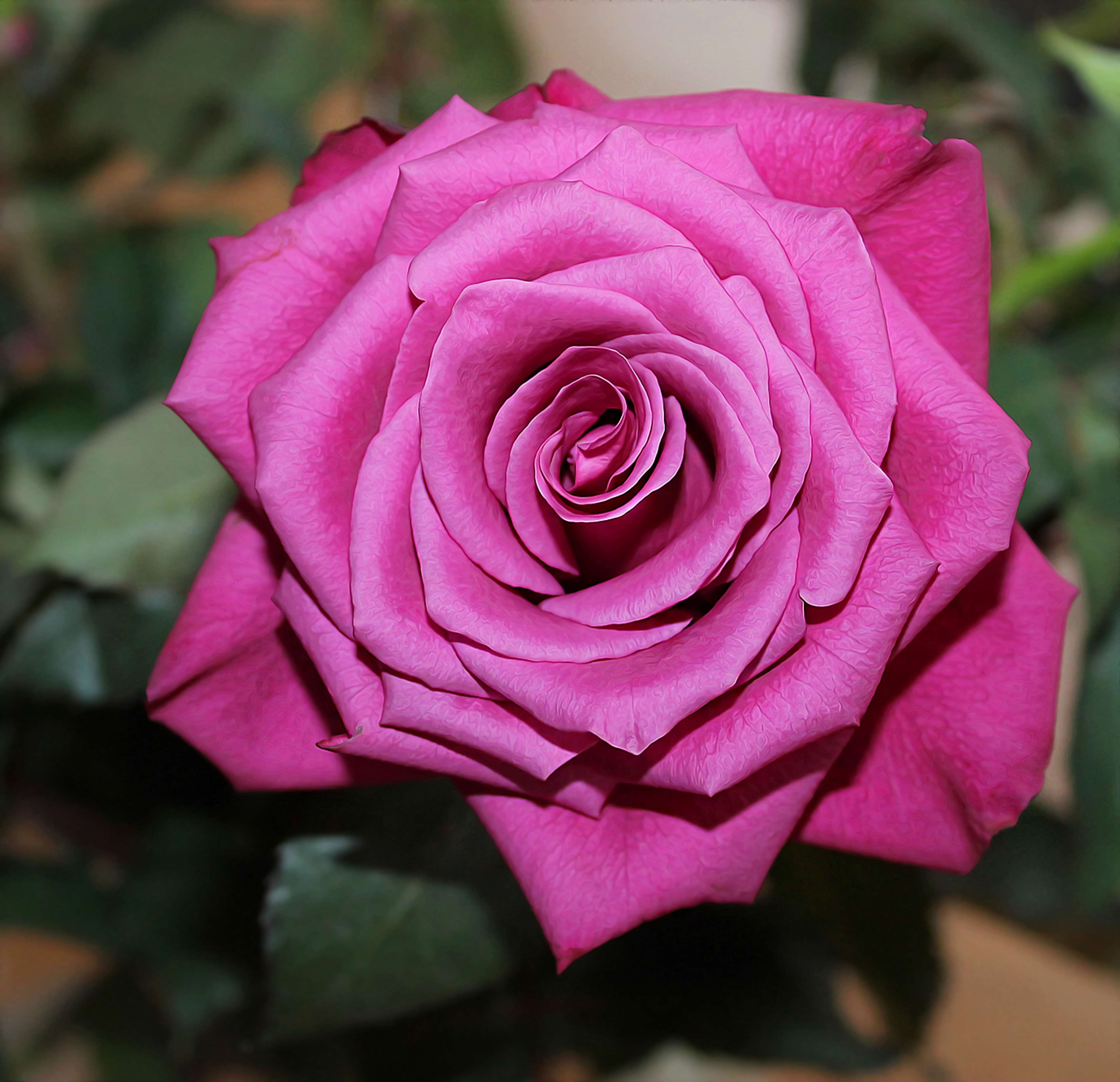 flower head, 4K, plant part, confirmation, wedding, close-up, red, inflorescence, flower, red rose, focus on foreground, growth, outdoors, background, HD Wallpaper