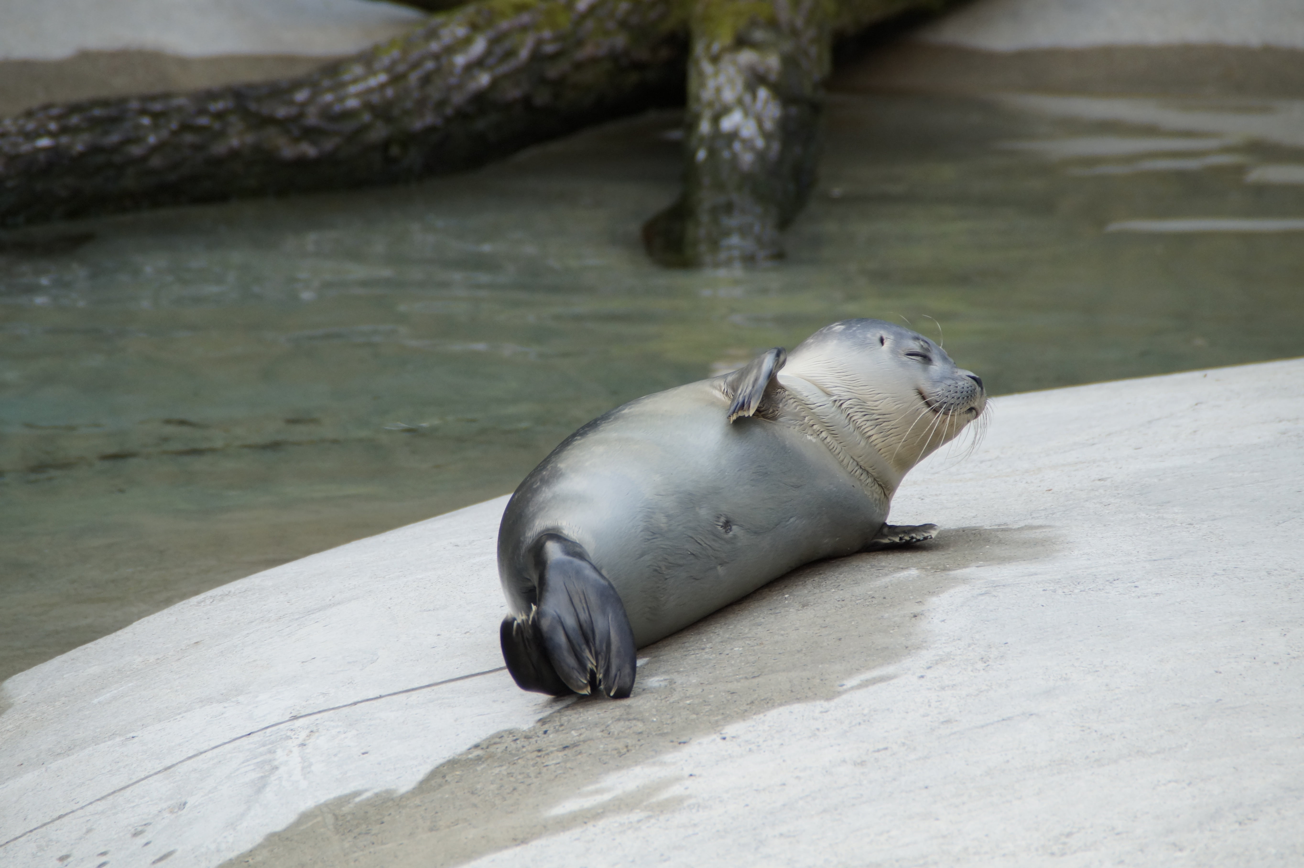 concerns, aquatic mammal, rock, nature, sleep, sea, cozy, zoo, seal, mammal, day, vertebrate, 5K, sea lion, no people, animal, outdoors, animal wildlife, HD Wallpaper