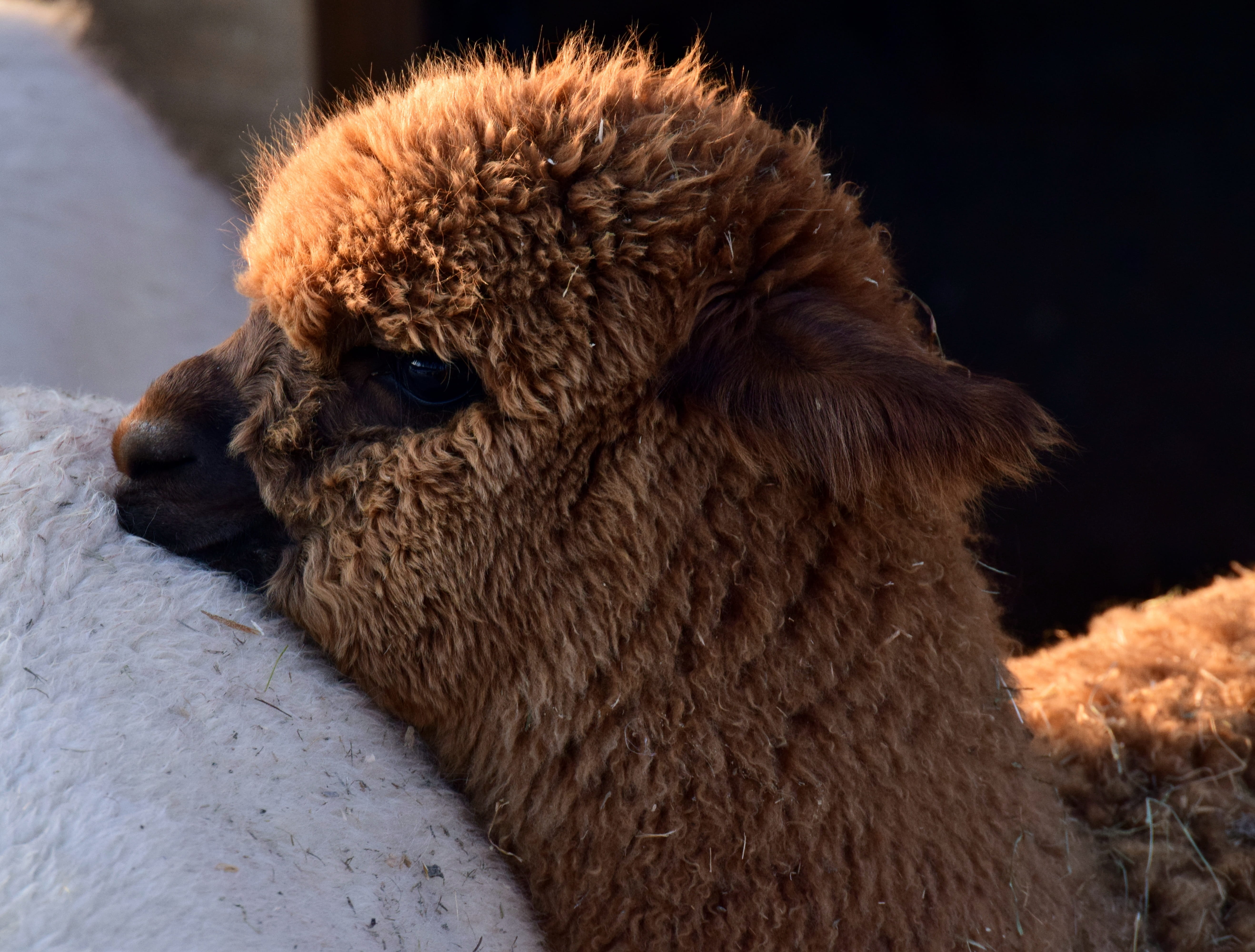 vertebrate, animal hair, watch, animal themes, see, fluffy, animal wildlife, 5K, herbivorous, love, young, animal head, domestic animals, close-up, pets, HD Wallpaper
