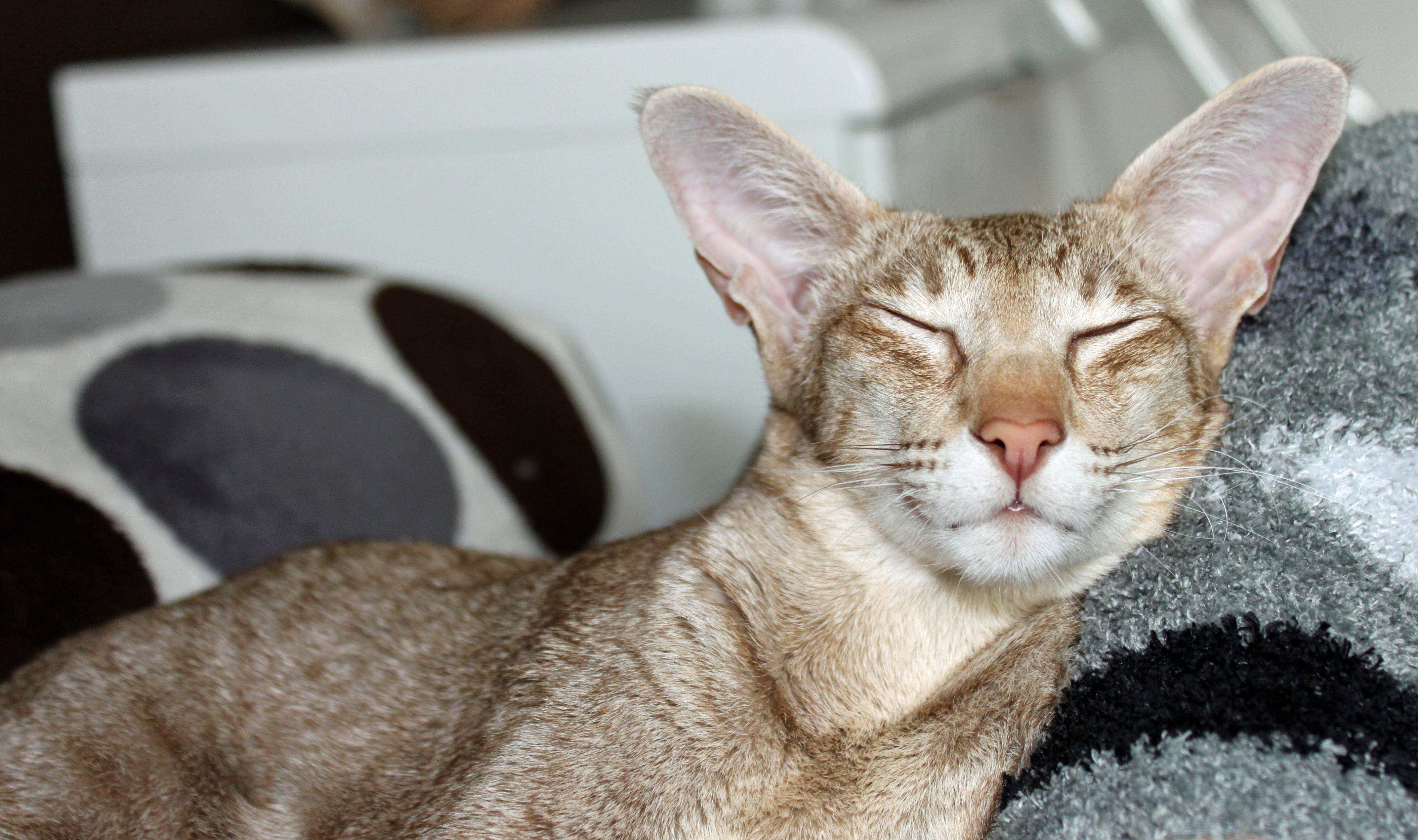 brown, one animal, purr, orange, animal world, pets, cute, animal head, close-up, eyes closed, oriental shorthair, fur, eyes, whisker, playful, easily, HD Wallpaper