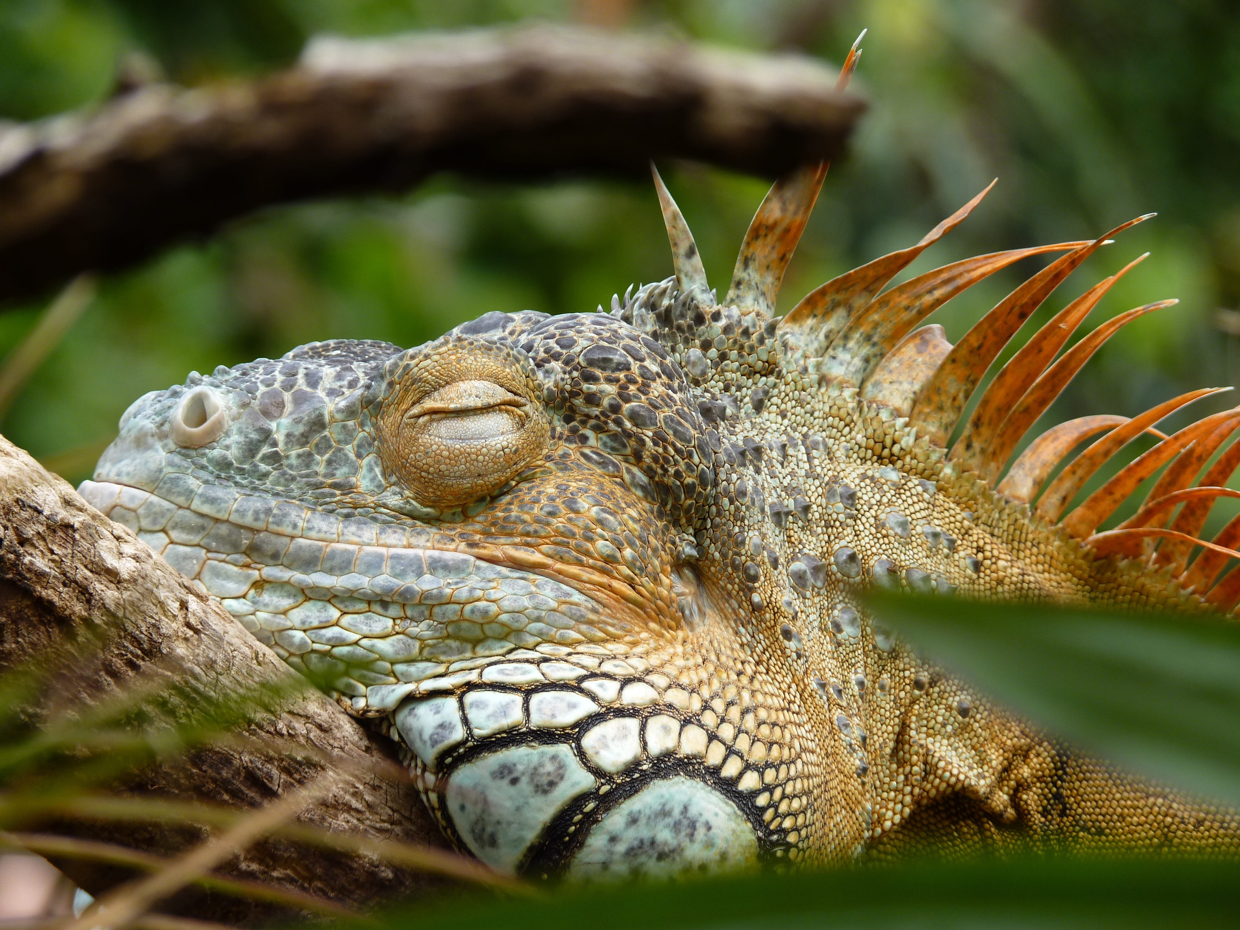rest, vertebrate, animals in the wild, one animal, animal head, animal scale, no people, animal, reptile, focus on foreground, animal body part, selective focus, HD Wallpaper